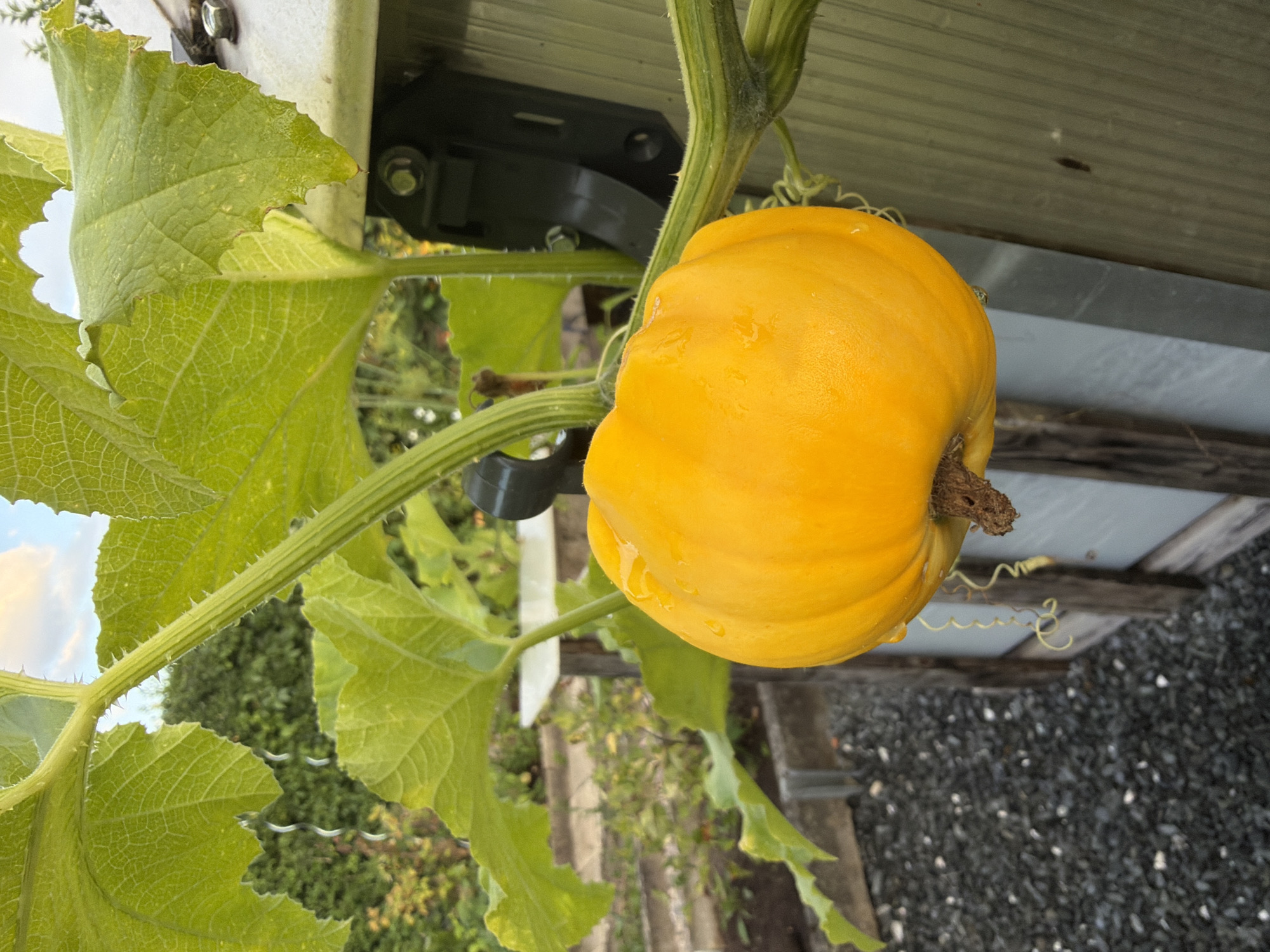A bright orange pumpkin, about the size of a grapefruit, hangs from a green vine. The pumpkin has a slightly bumpy texture and a few water droplets are visible on its surface. It is attached to the vine by a short, brown stem. The vine is thick and green, with fuzzy hairs and a few tendrils curling around it. Large, light green pumpkin leaves with serrated edges surround the fruit. In the background, a grey wooden structure with a corrugated plastic roof is visible. To the left of the pumpkin, a garden bed filled with dark grey gravel is seen, with raised garden beds and greenery beyond. The sky above is partly cloudy with hints of blue. The image appears to have been taken outdoors, possibly in a garden or greenhouse.