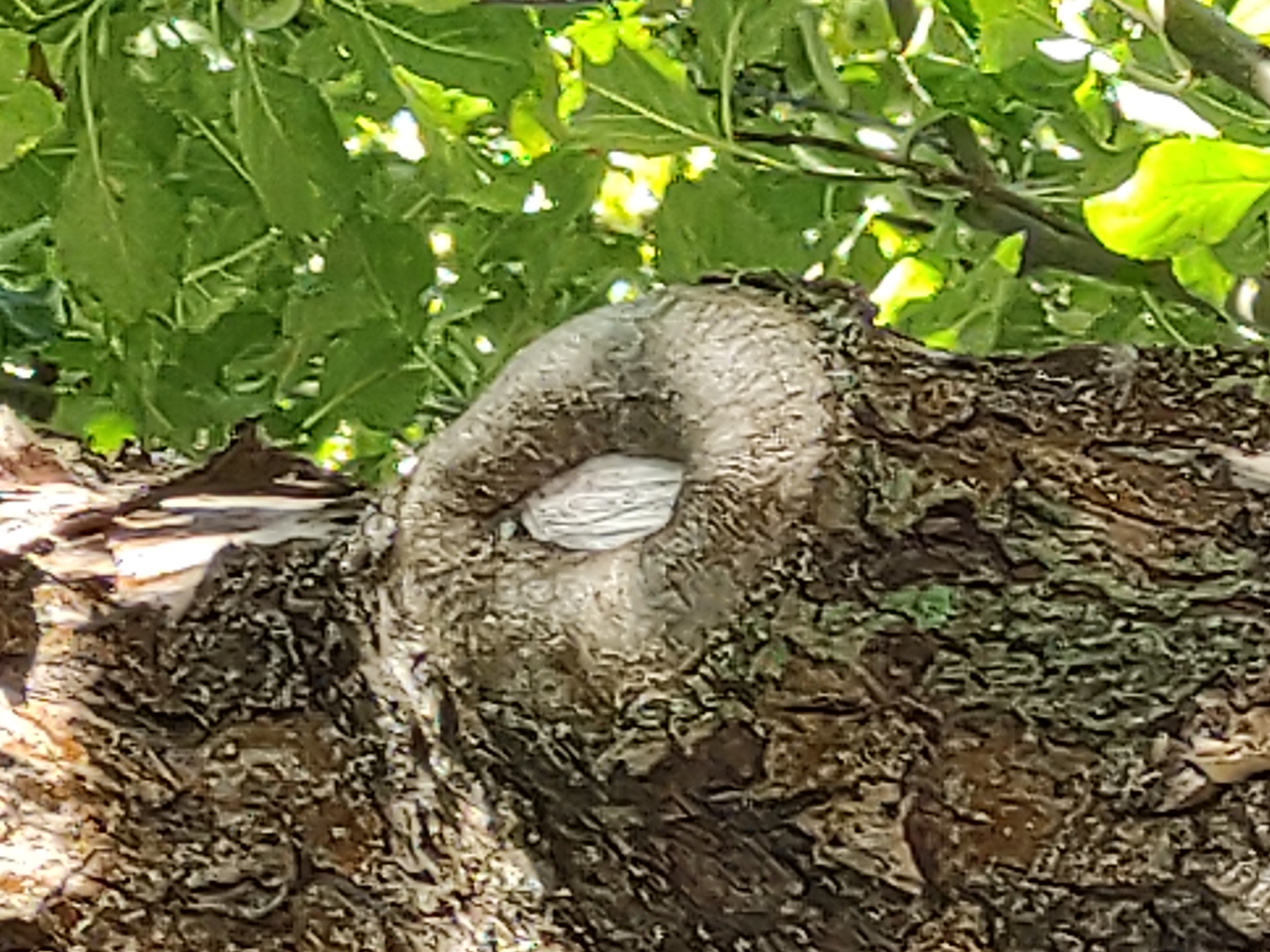The image displays a close-up view of a tree trunk with a visible knot. The knot is circular with a hollow center, and within the hollow, a light-colored object with vertical lines is present. The tree bark is rough and textured, with shades of brown and some green moss-like patches. To the right of the trunk, there are bright green leaves and branches, indicating foliage. The lighting suggests an outdoor setting, possibly a park or wooded area. No people or animals are visible in the frame.