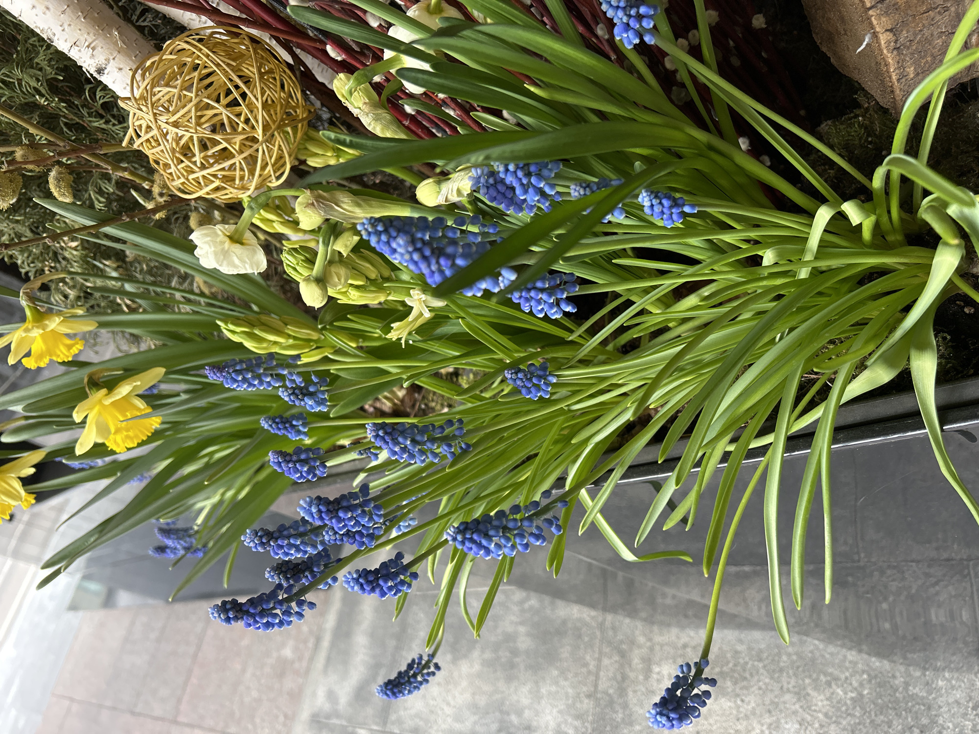The image captures a close-up of a floral arrangement featuring blue muscari flowers, yellow daffodils, and white narcissus blooms. The arrangement also includes decorative elements such as a woven straw ball and birch branches, suggesting a natural, spring-themed design. The scene is well-lit, emphasizing the textures and colors of the flowers and accompanying decorative items. The arrangement is set in a container with a dark rim, possibly a flower box or pot.