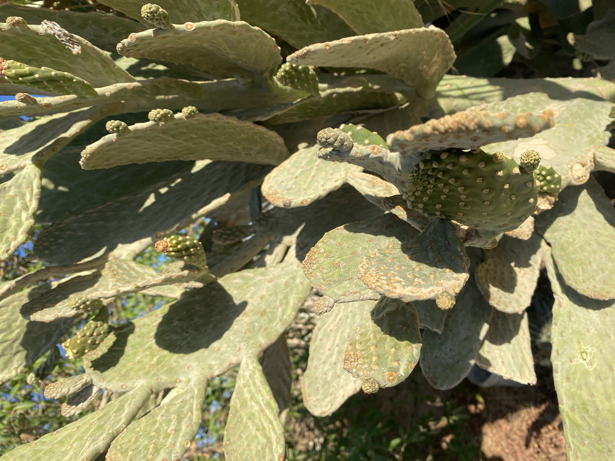The image shows a close-up of a prickly pear cactus in Sharm El Sheikh, Egypt. The cactus has numerous flat, paddle-shaped pads covered in areoles. Some of the pads are bearing small, developing fruit or buds. The lighting suggests it is daytime, with sunlight casting shadows across the cactus. The background is blurred, showing hints of greenery and a blue sky. There are no people or animals visible in the frame. The overall scene depicts a natural element of the desert environment found in Sharm El Sheikh.