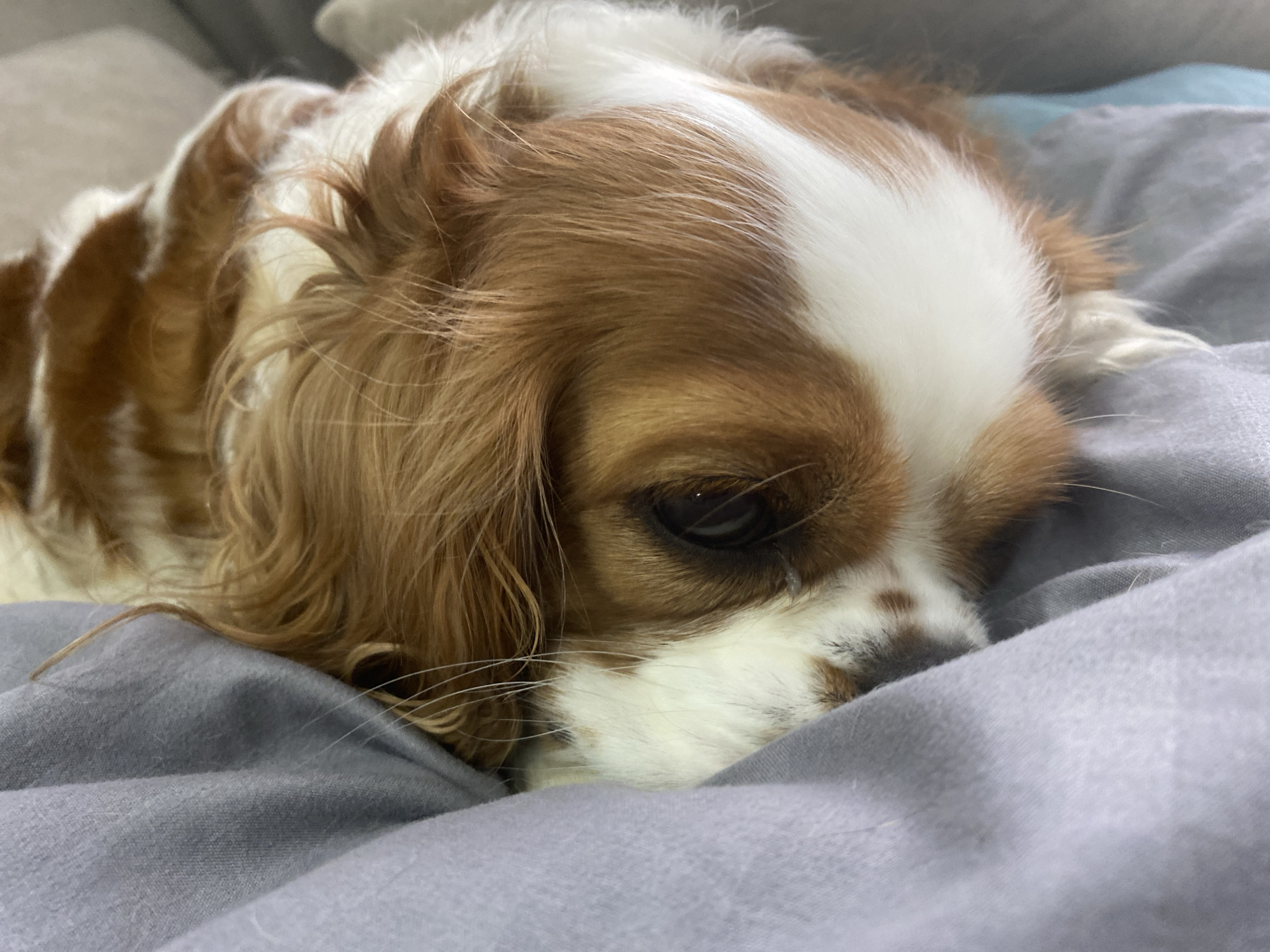 A close-up, eye-level shot focuses on the face of a Cavalier King Charles Spaniel dog. The dog is resting on a soft, gray surface, likely a bed or blanket, with its head partially obscured by the fabric. Its fur is a mix of chestnut brown and white, with distinct markings around its eyes and snout. The dog's eyes are dark and appear droopy, giving it a sad or tired expression. The lighting is dim, creating soft shadows and highlighting the textures of the dog's fur and the fabric. The background is blurred, suggesting a shallow depth of field that keeps the dog as the primary subject. The image conveys a sense of intimacy and quiet repose.
