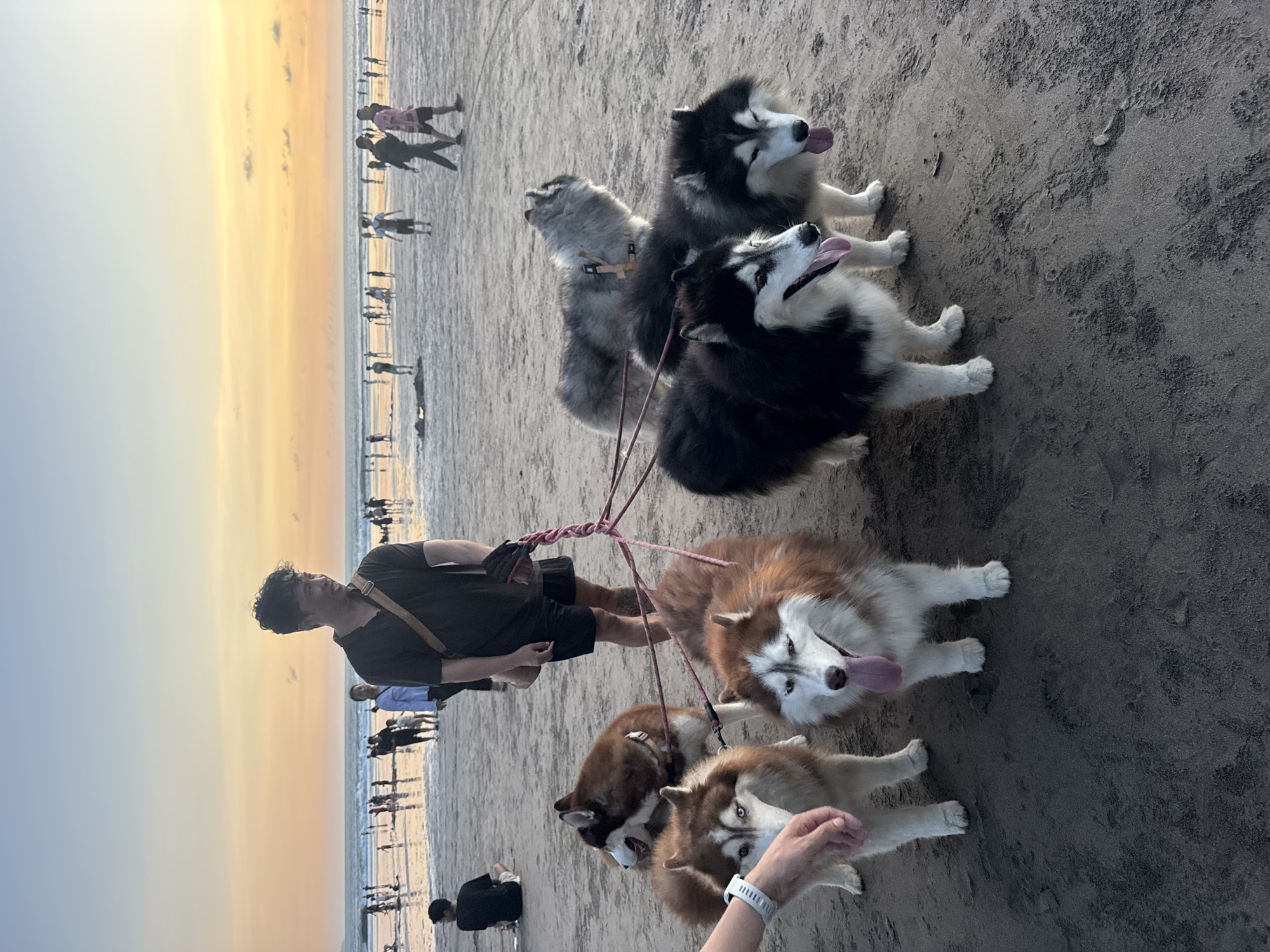The image depicts a man walking six dogs on a beach in Kuta, Indonesia. The man is wearing a black t-shirt and dark shorts with a shoulder bag. The dogs are various colors and appear to be huskies, and they are on leashes connected to a central point near the man. In the background, people are walking along the shoreline at sunset. The sky transitions from blue to orange. The ground is sandy and slightly wet.