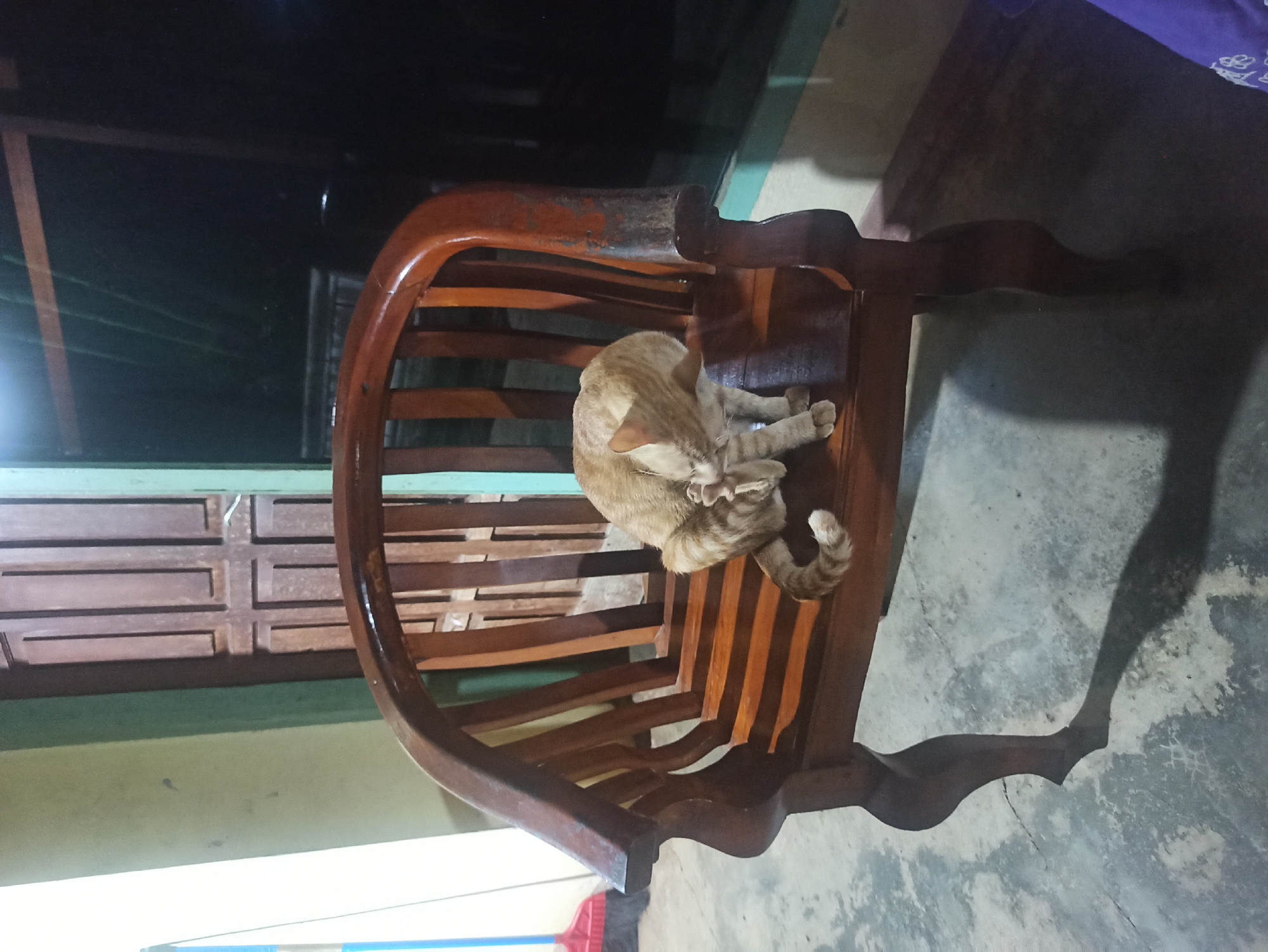 In Tuba, Indonesia, a ginger tabby cat is grooming itself on a wooden chair. The cat is positioned in the center of the chair, with its body curved as it licks its front leg. The chair is made of dark wood and has a curved back and arms, with horizontal slats forming the seat and back. The setting appears to be an outdoor or semi-outdoor space, with a concrete floor and a dark background that suggests nighttime. A doorway with vertical wooden panels is visible behind the chair, and a portion of a wall painted light green and white is to the left. A broom with a red handle and bristles is also visible in the far left of the image, leaning against the wall. The lighting is dim, casting shadows on the floor.