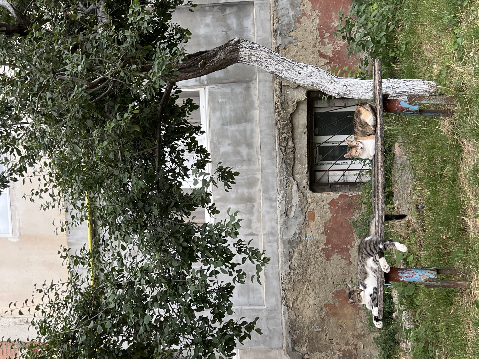 In Leova, Moldova, two cats are resting on a weathered wooden bench in front of a dilapidated building. The building's exterior is a mix of aged concrete and peeling plaster, with a small, barred window visible. A tree with lush green foliage extends from the right side of the frame, its trunk painted white at the base. The bench itself appears to be made of old planks supported by rusty, colorful metal legs. The ground is covered in green grass and some weeds. One cat, a tabby and white mix, is lying down with its paws stretched out, while the other, a calico, is curled up. The scene suggests a quiet, somewhat neglected urban setting.