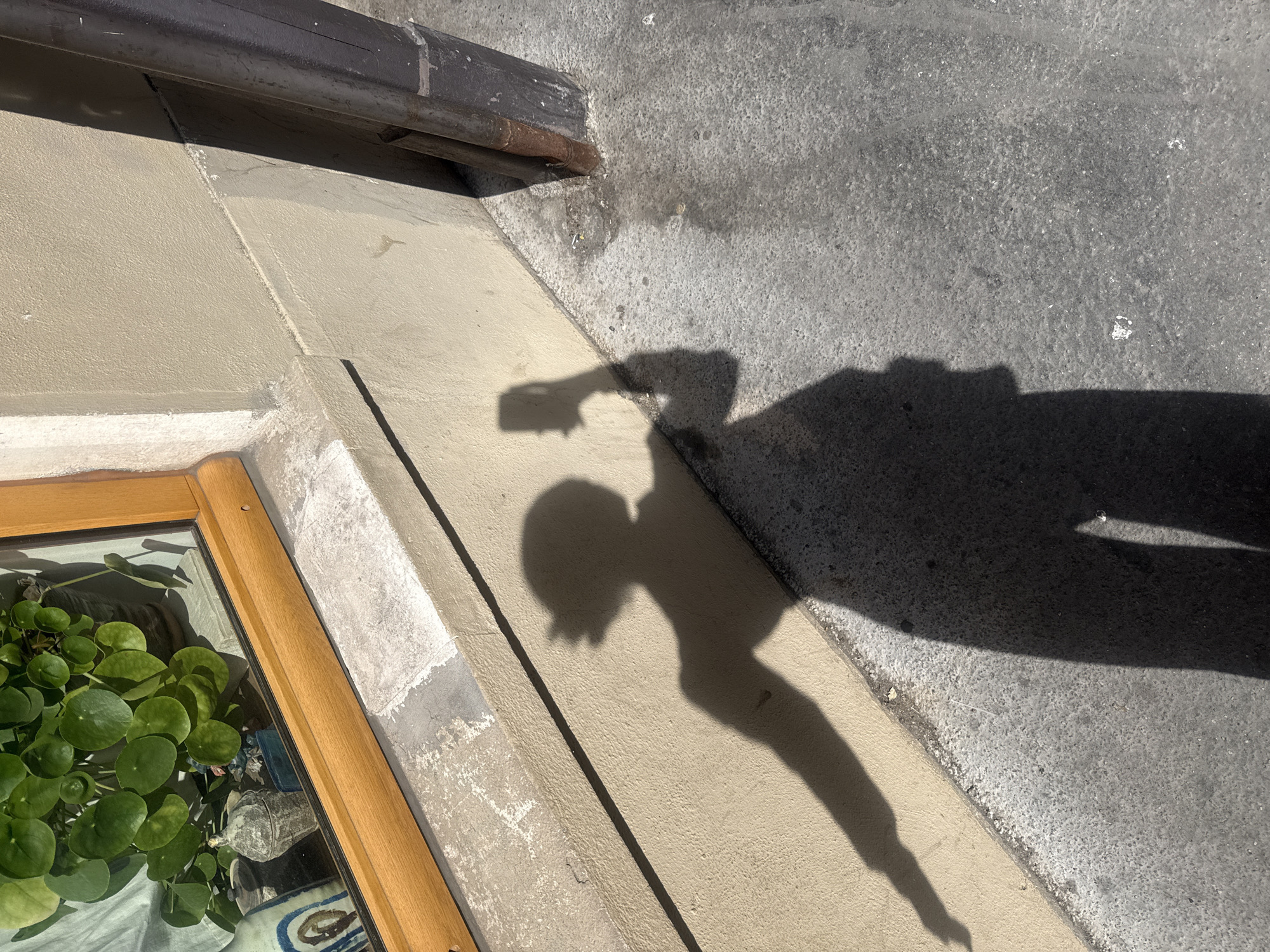 The image presents a high-angle view of a shadow cast by a person, prominently featuring the distinct outline of a smartphone held in their hand, indicating the person is taking a photograph. The shadow extends across a bright, sunlit outdoor area, encompassing a light-colored wall, a concrete or plaster surface, and a darker, textured asphalt or pavement.
In the lower-left corner, a wooden-framed window or planter box is visible, housing a vibrant green Pilea peperomioides plant with its characteristic round leaves. Inside the planter, other objects, including what appears to be an old bottle or ceramic piece, can be discerned. Along the top edge of the image, a dark, weathered drainpipe or gutter runs horizontally, affixed to the building structure.
The strong sunlight creates sharp, elongated shadows, suggesting a clear, sunny day, likely in the morning or late afternoon. The textures of the wall, ground, and drainpipe, along with the outdoor setting, convey an urban environment. No visible text is present. The scene is consistent with an outdoor location in Paris, France.