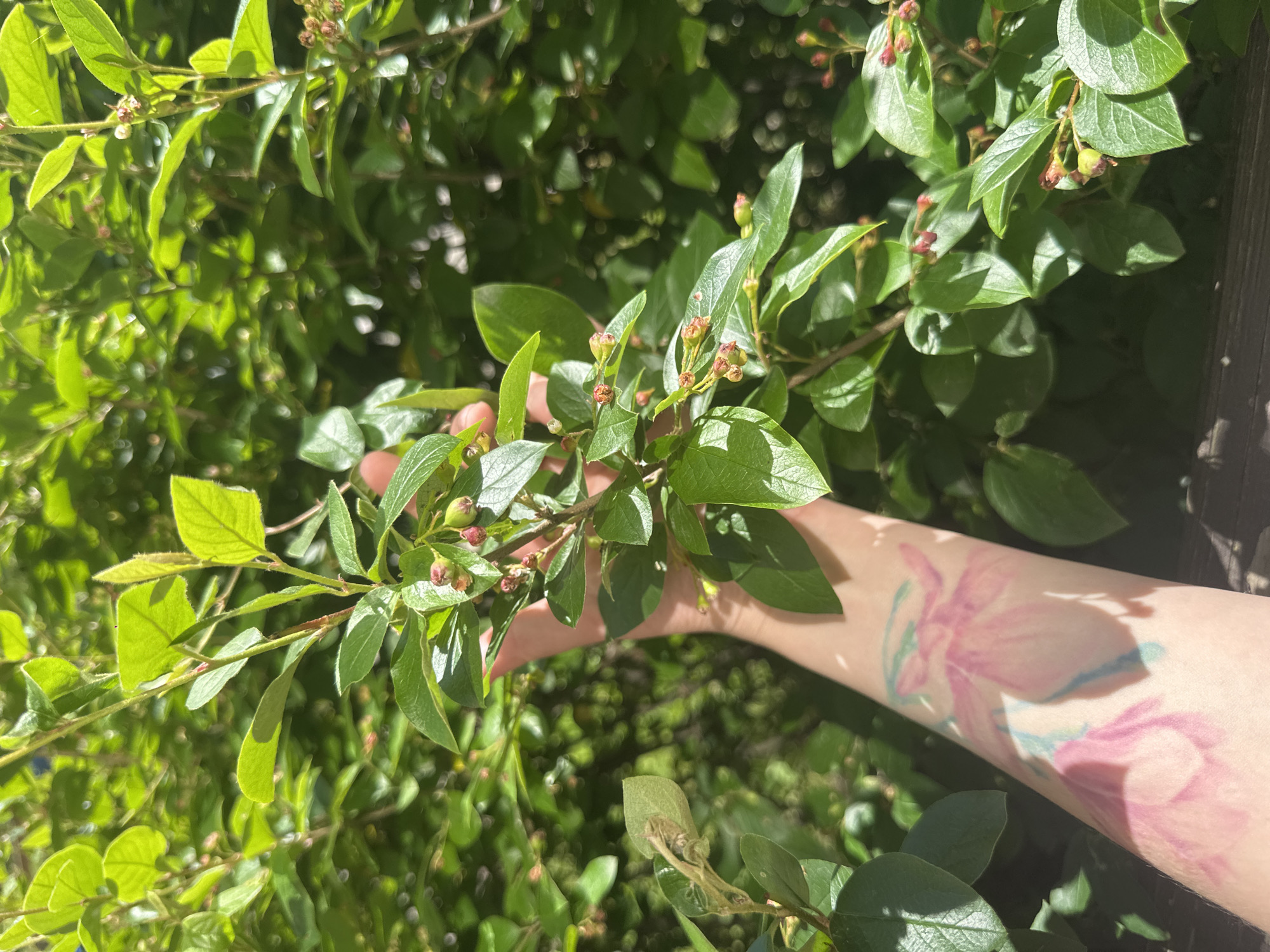A person's arm, adorned with a tattoo of pink and blue flowers, is visible in the foreground of the image, reaching towards a leafy green plant. The plant has small, reddish buds and leaves that are casting shadows on the arm. The background is filled with more of the same foliage, creating a lush, natural setting. The lighting suggests it is daytime, with sunlight filtering through the leaves.
