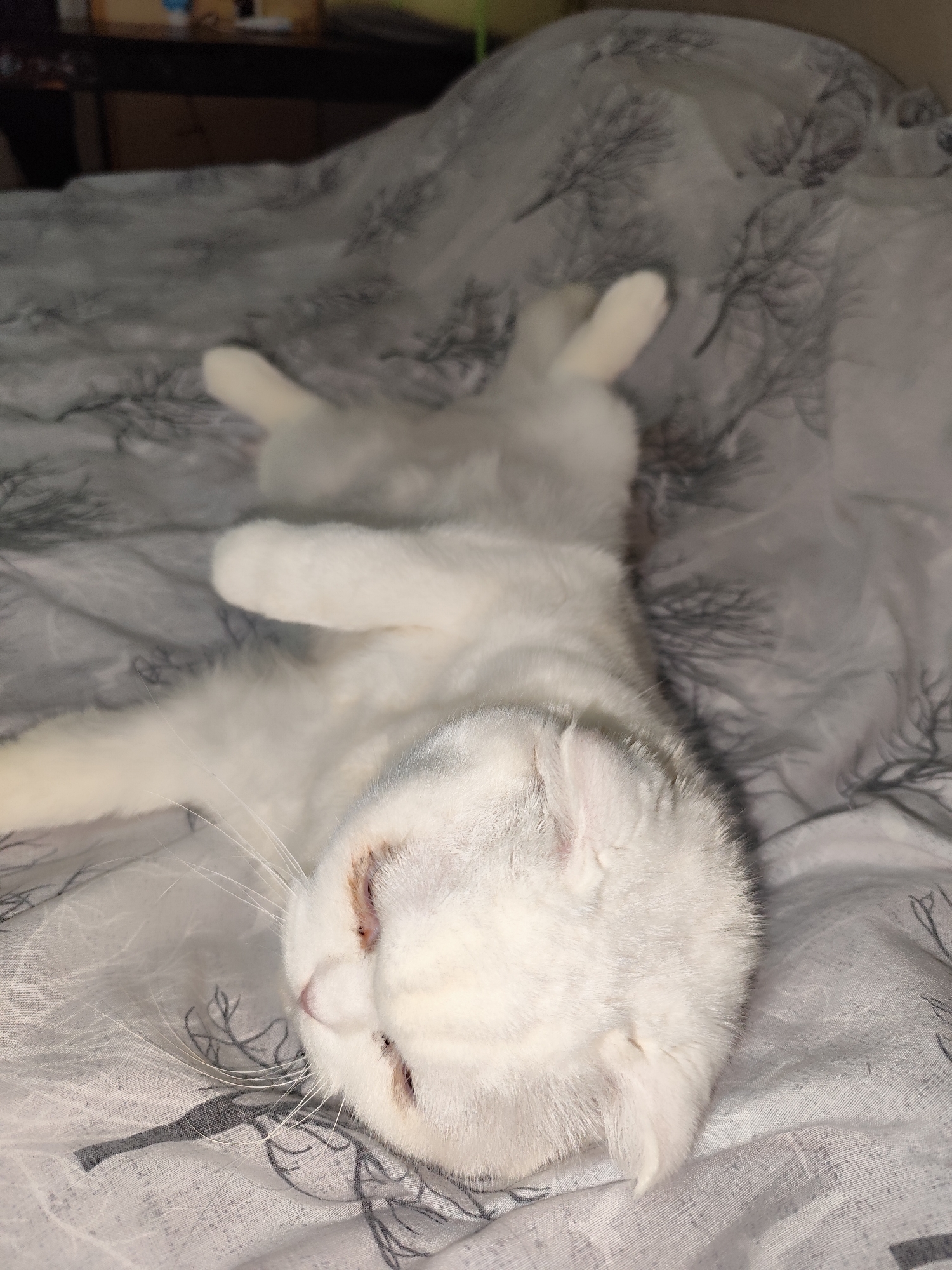 A white, short-haired cat is lying on its back on a gray and white patterned bedspread. The cat's eyes are closed, and its face is tilted slightly upwards. The cat's paws are in the air. A bedside table is visible in the background, but its details are obscured. The location is the city of Unknown, Unknown.