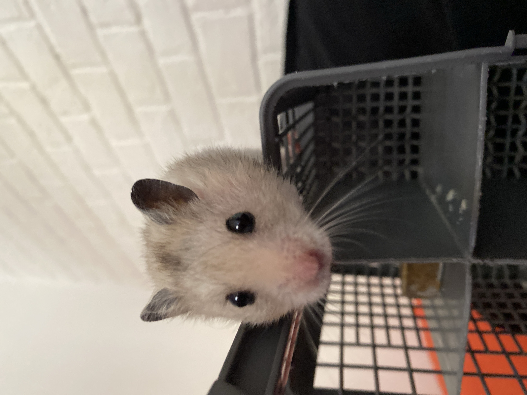 A close-up, eye-level, low-angle shot shows a hamster peeking over the edge of a grey plastic cage. The hamster's fur is light brown and white, with dark brown ears and black eyes. Its pink nose is prominent, and long white whiskers extend outwards. The cage has a grid-like structure and appears to be made of plastic with some metallic components visible. The background consists of a white brick wall and a dark surface, possibly a piece of furniture or fabric. The lighting is soft, suggesting indoor ambient light. The scene is indoors, with no discernible connection to Zgrade, Montenegro.