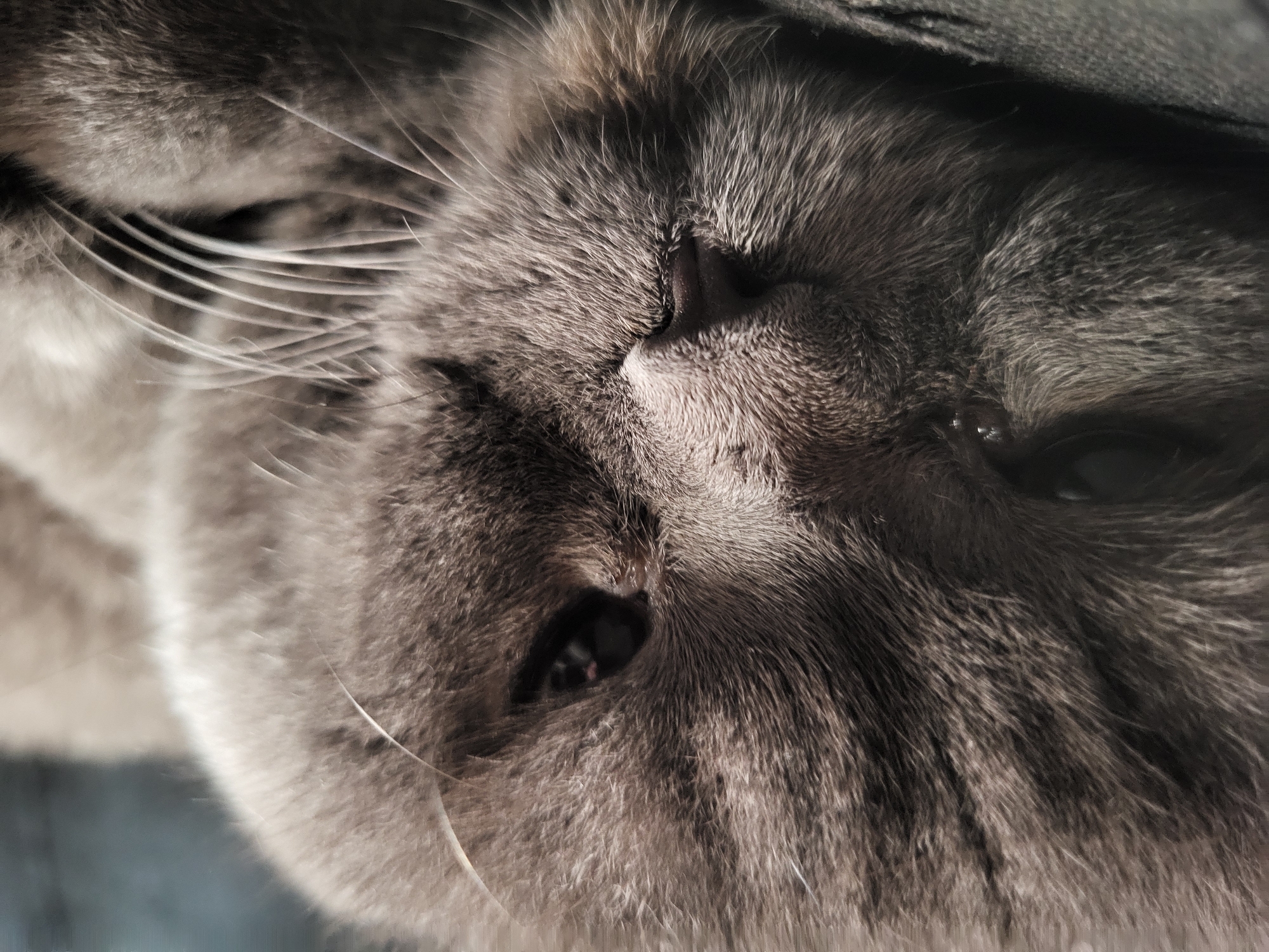 A close-up, macro shot captures the face of a grey Scottish Fold cat. The cat's fur is a soft, muted grey, with individual hairs visible, indicating a dense coat. Its left eye is partially visible, a dark pupil with a slight reddish glint. The cat's nose is a dark, wet triangle. Long, white whiskers fan out from its muzzle, some appearing slightly blurred due to the shallow depth of field. The cat's ears are folded, characteristic of the breed, and the top of its head is out of focus. The background is a soft, blurred grey and blue, suggesting an indoor environment. The image appears to be taken in natural light, creating soft shadows and highlighting the texture of the cat's fur.