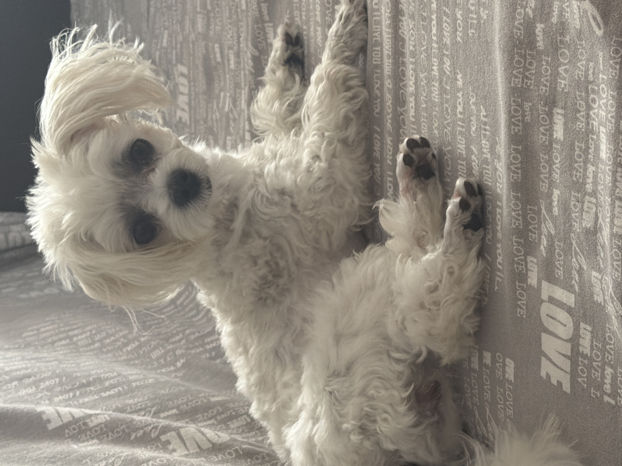 A small, white, shaggy dog with dark eyes and floppy ears sits on a gray, textured surface. The surface appears to be a blanket or fabric with a repeating pattern of the word "LOVE" in various sizes and fonts, some of which are in cursive and some in block letters. The dog is facing slightly to the right of the camera, with its front paws extended forward. The lighting is soft, casting shadows that highlight the texture of the dog's fur and the fabric. The background is blurred, but seems to be a continuation of the same gray, textured material, possibly a sofa or bed. The image does not contain any information about the city of Partenit, Ukraine.