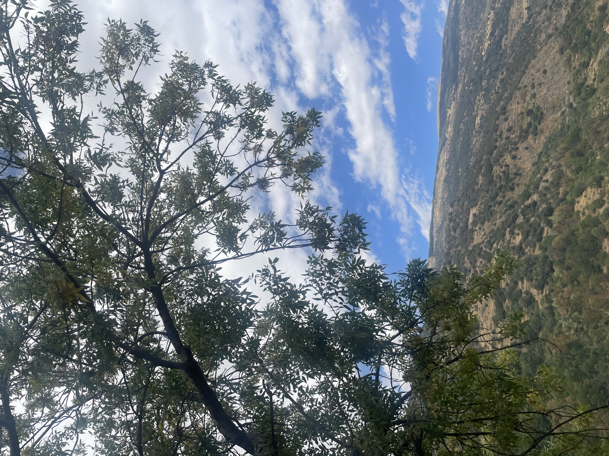 The image depicts a natural landscape with a tree in the foreground and a mountainside in the background. The tree's branches, laden with green and some yellowing leaves, extend across the upper portion of the frame. Beyond the tree, a rugged mountainside is visible, covered in a mix of sparse vegetation and rocky terrain. The sky above is a vibrant blue, dotted with scattered white clouds. The scene appears to be a view from or near the town of Pampaneira, Spain, known for its location in the Alpujarra region of Andalusia, characterized by its mountainous terrain and traditional villages. The lighting suggests it is daytime, with the sun casting natural light on the landscape.