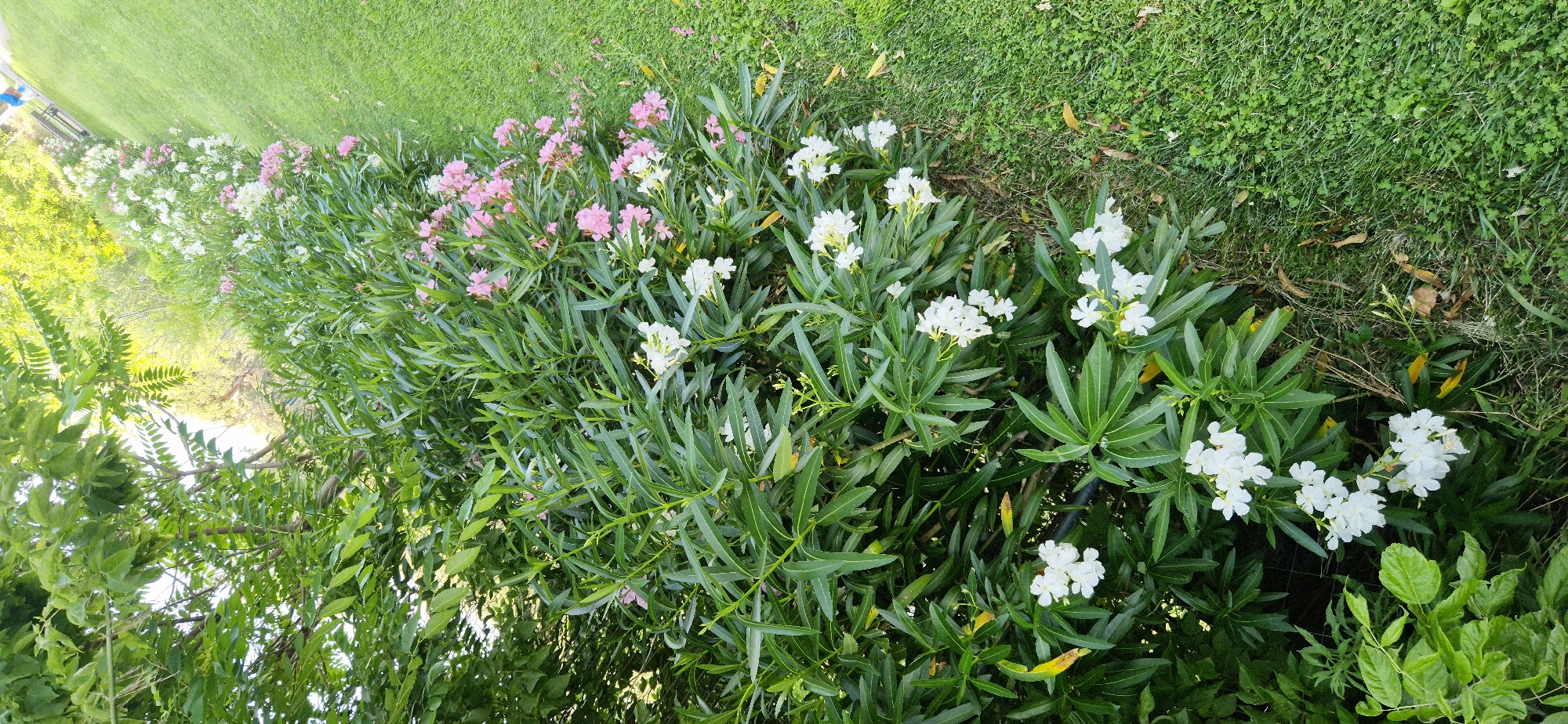 The image depicts a row of blooming oleander bushes along a grassy lawn. The oleander bushes display a mix of white and pink flowers, interspersed with lush green foliage. The lawn is well-maintained, with visible clover and scattered dry leaves. In the background, more greenery and trees are visible, suggesting an outdoor setting likely in a park or garden. The overall scene is bright and appears to be a daytime shot. There are no people or animals clearly visible in the image.