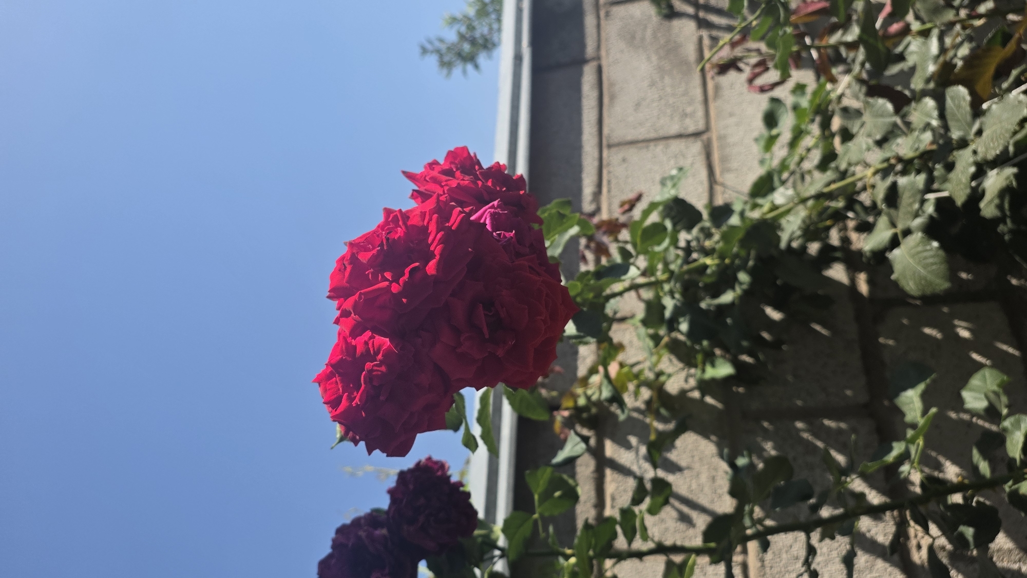 In an outdoor setting, a cluster of vibrant red roses is in full bloom, angled upwards towards a clear blue sky. The flowers are densely petaled and appear to be part of a rose bush, with green leaves and thorny stems visible. Behind the rose bush, a light-colored brick wall stretches horizontally across the frame, casting shadows from the leaves and stems onto its surface. The overall scene suggests a sunny day in a garden or yard. The image was captured on a bright day in the city of Tokmok, Kyrgyzstan.