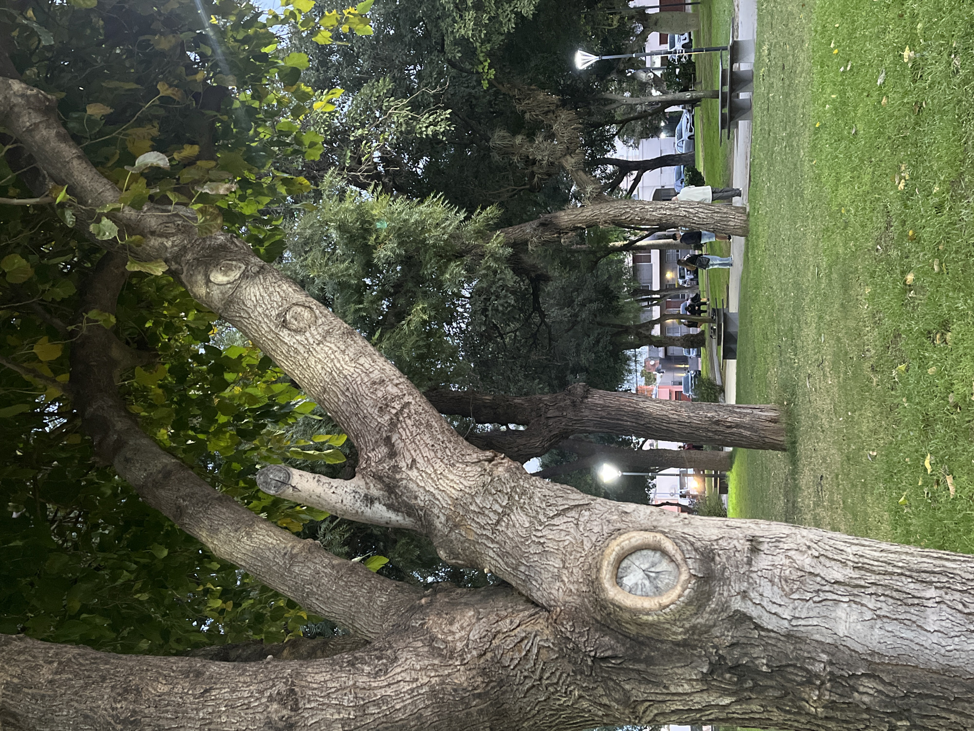 The image depicts a park in San Fernando del Valle de Catamarca, Argentina. In the foreground is a large tree trunk with branches and leaves. Further into the background, a row of trees lines a grassy area. Several people are standing and sitting near park benches. Streetlights are visible in the background. Cars and buildings are visible in the distance.