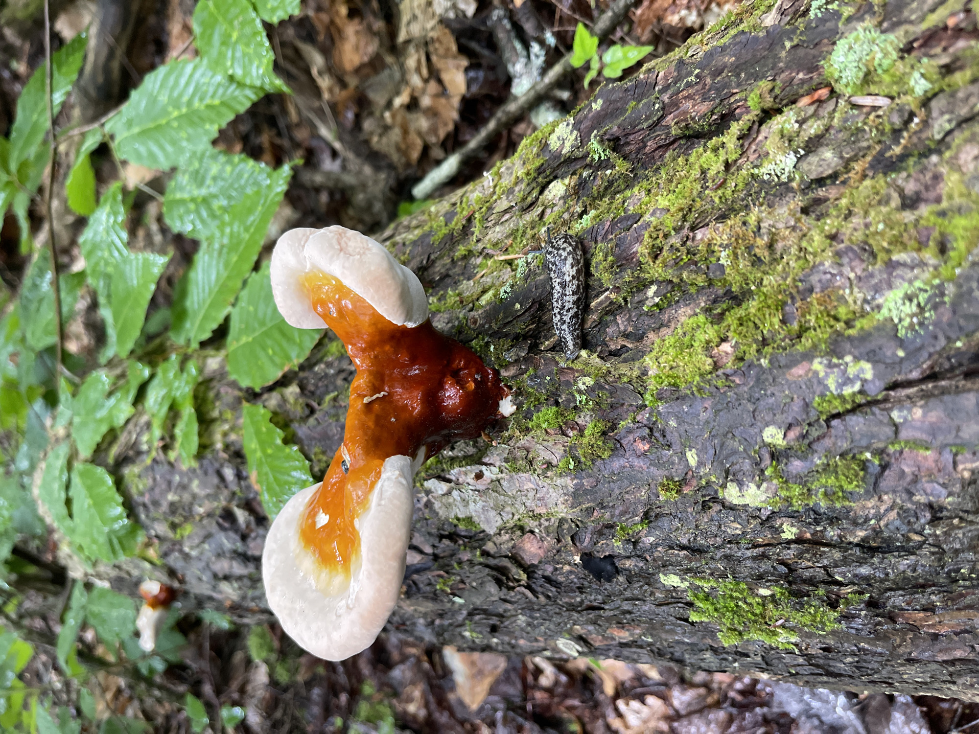 A Reishi mushroom with white and orange coloration is growing on a moss-covered log in a forest. The mushroom has a layered, fan-like shape, with the white edges appearing soft and smooth, transitioning to a deep orange-red in the center. A small, dark slug with a speckled pattern is positioned on the log to the right of the mushroom. The log is rough in texture and covered in patches of vibrant green moss. In the background, lush green leaves of trees are visible, some appearing wet, suggesting a damp environment. The ground is covered with fallen leaves and twigs. The scene appears to be located within the Town of Lyonsdale, United States of America.