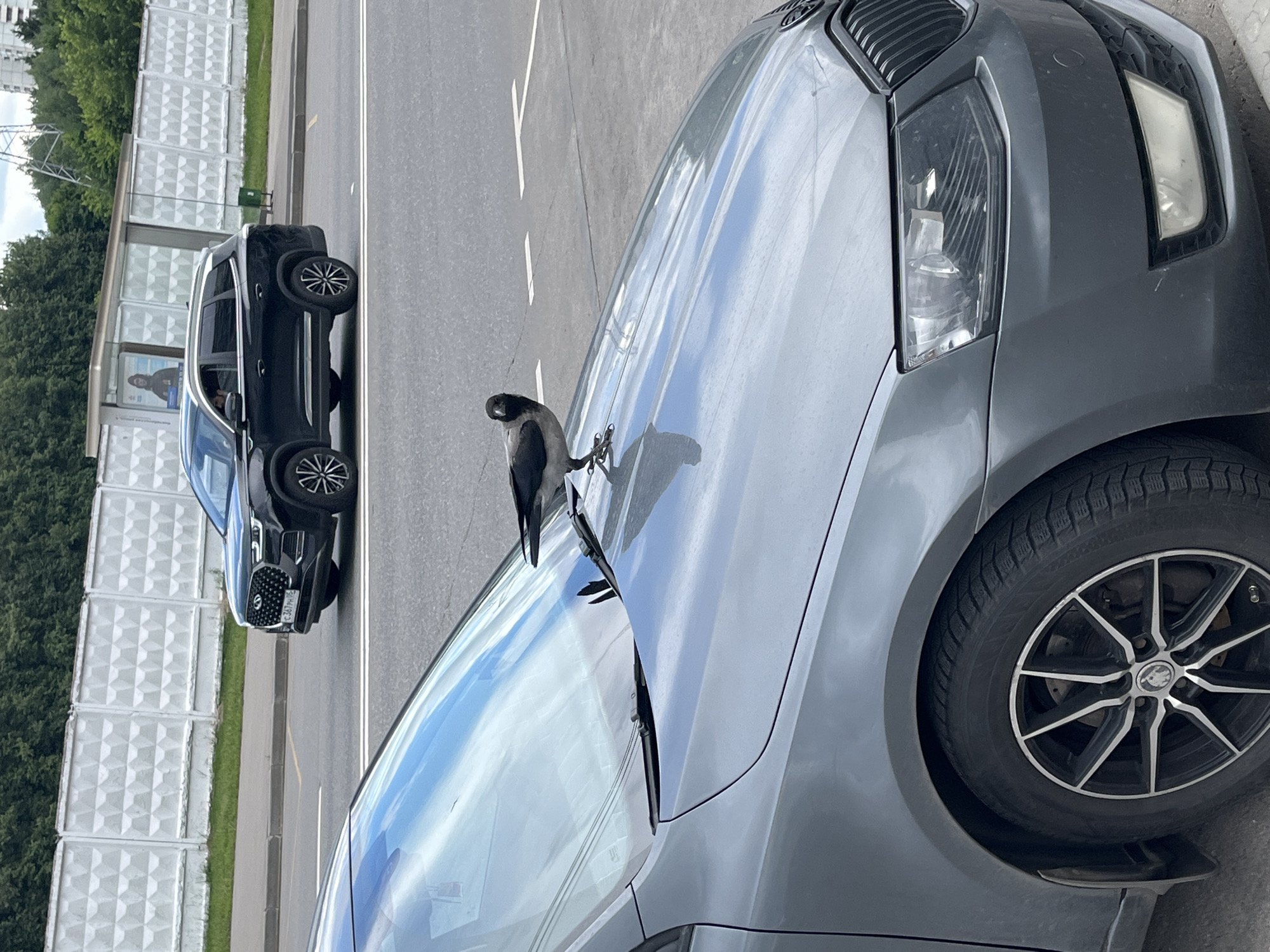 A hooded crow is perched on the hood of a dark gray car. The car is parked on a paved surface with white lane markings, suggesting it is on a road or parking lot. In the background, another black SUV is visible, parked behind the gray car. A concrete wall with a geometric pattern runs along the left side of the frame, behind the black SUV. Beyond the wall, there are green trees and some buildings, possibly residential or office buildings, with a transmission tower also visible in the distance. The sky appears overcast, indicating a cloudy day. The scene appears to be an urban or suburban setting in Moscow, Russia. There is no visible text.