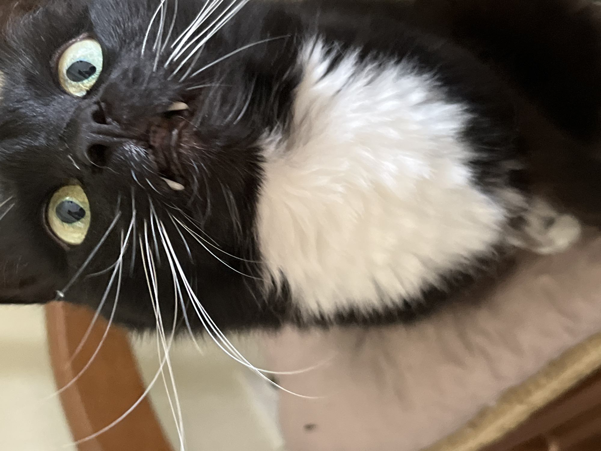 This is a close-up, head-on, eye-level photograph of a black and white cat. The cat is looking directly at the camera with its mouth slightly open, revealing its fangs. The cat has large, round, green eyes and long white whiskers. The background is blurred, but appears to be an indoor setting with some wooden furniture and a soft pink surface, possibly a cushion or blanket. There is no discernible indication of location within the city of Ivanteyevka, Russia. The image focuses solely on the cat's facial features.