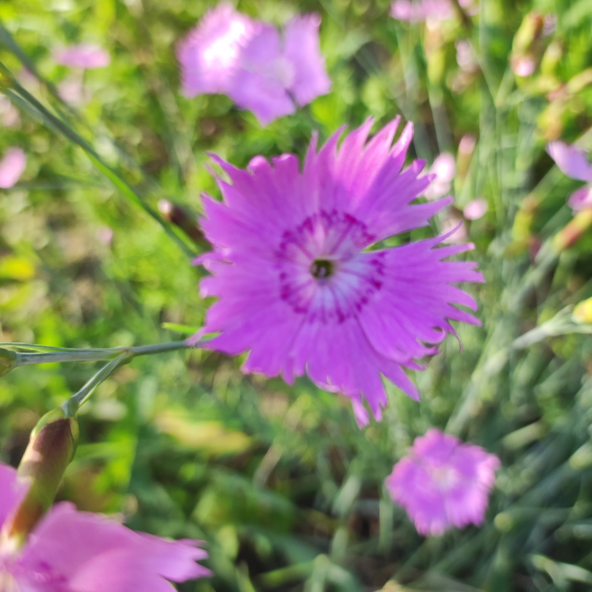 This is a close-up, vertically oriented, slightly blurry photograph of pink carnations in a garden setting. The primary subject is a large, vibrant pink carnation in the foreground, centered and slightly to the right. Its petals are finely serrated, giving them a fringed appearance. The center of the flower displays a lighter pink and white pattern with a dark center. To the left of this main flower, a bud and a stem are visible, also in focus.
In the background, several other pink flowers and buds are scattered throughout the frame, most of them out of focus and appearing as soft blurs of color. The foliage is predominantly green, also rendered with a soft focus, creating a bokeh effect that emphasizes the main flower. The overall impression is one of a sunlit garden, likely during the day, given the bright lighting and the vibrant colors.
The scene appears to be a natural outdoor environment, possibly a domestic garden or a meadow. There are no people or animals visible. The lighting suggests a bright, possibly sunny day, contributing to the lively colors of the flowers. The location context provided is Navoloki, Russia, which implies a temperate climate where such flowers would be cultivated or grow wild. There is no visible text in the image. The activity taking place is simply the natural existence and blooming of flowers. The emotions conveyed are those of natural beauty, tranquility, and perhaps a touch of summer's vibrancy.