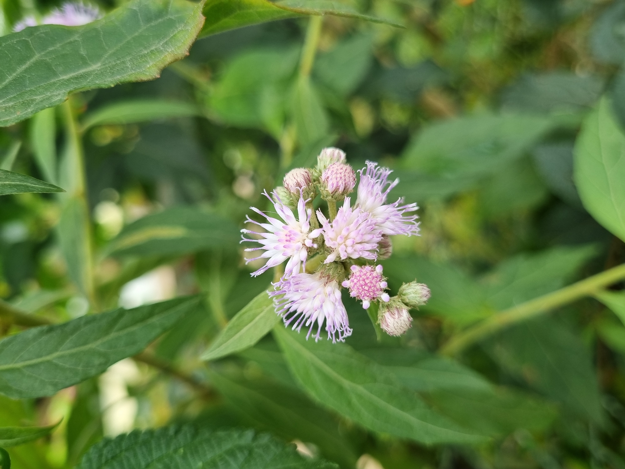 This image depicts a close-up view of a cluster of light pink and purple flowers, likely of the Ageratum genus, set against a background of lush green foliage. The flowers are delicate, with many fine, thread-like petals and some budding flower heads. The leaves surrounding the flowers are elongated and have visible veins, suggesting a plant species with a prominent leaf structure. The lighting suggests an outdoor setting, possibly in a garden or natural environment. The image does not contain any people or specific structures. Based on the provided context of Laranjal Paulista, Brazil, this scene is likely representative of the local flora found in parks, gardens, or natural areas within the city.