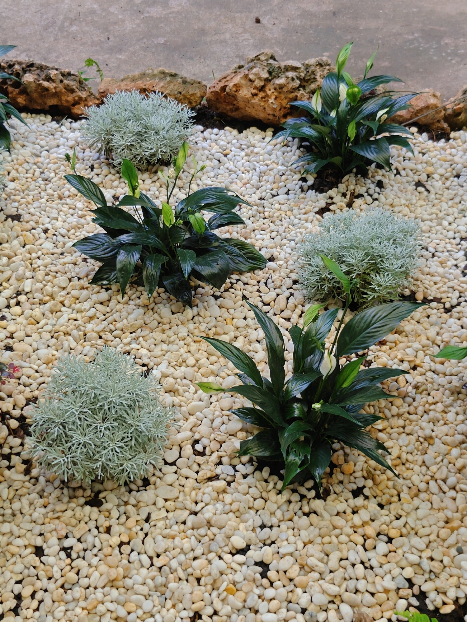 The image depicts an outdoor garden setting with a focus on landscaping elements. The ground is covered with light-colored, smooth pebbles, creating a textured base. Scattered among the pebbles are several green plants with large, dark leaves. Some of these plants are also showing small white flowers. In addition to the leafy plants, there are three rounded, bushy plants with a silvery-green appearance and feathery foliage. The background shows large, irregularly shaped, light brown rocks with porous textures, some of which are partially overgrown with small green shoots. The overall scene suggests a decorative garden arrangement. The location is identified as Mu Si, Thailand.