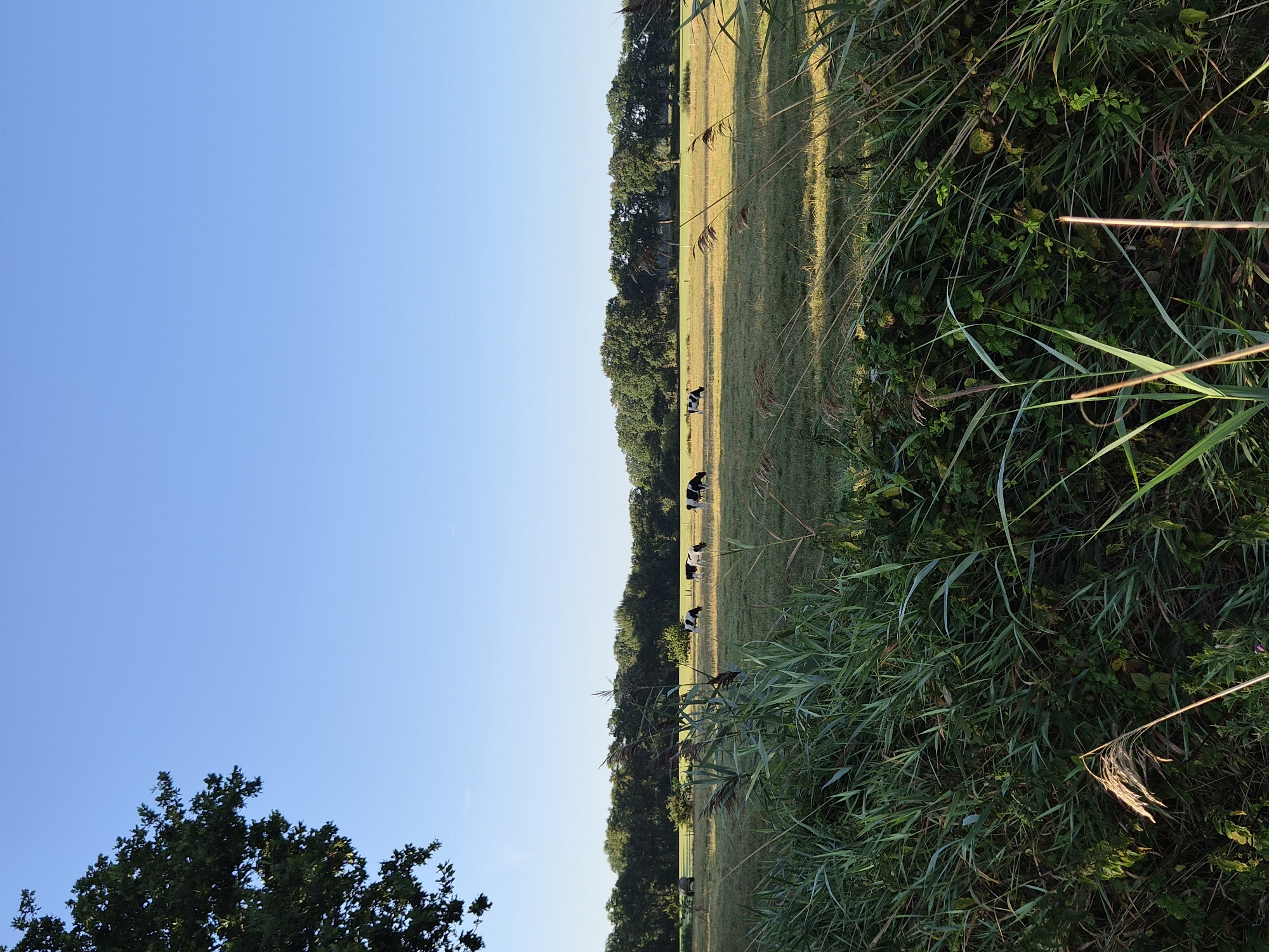 In the city of Schiffdorf, Germany, this image depicts a pastoral landscape under a clear, blue sky. In the foreground, tall, green grasses and reeds line the bottom of the frame, with a few taller, dry stalks catching the light. A large tree branch, adorned with green leaves, extends from the upper left corner. Beyond the immediate foliage, a wide, sunlit meadow unfolds. Several black and white cows are scattered across this field, grazing on the grass. In the distance, a dense line of dark green trees forms a treeline that stretches horizontally across the horizon. The light suggests it is either early morning or late afternoon, casting long shadows and highlighting the textures of the grasses and the animals. The scene is tranquil and natural, showcasing a rural environment.