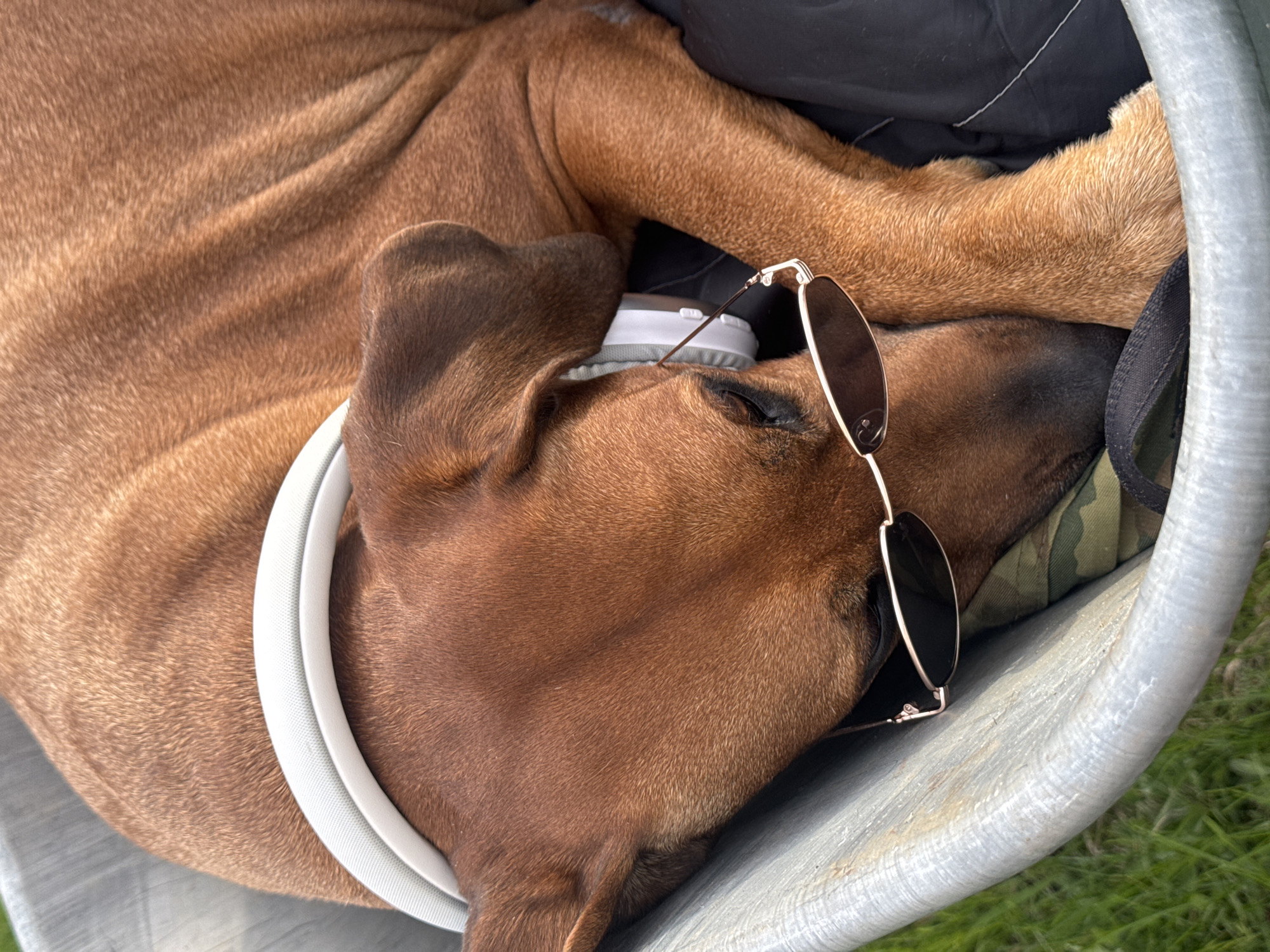 A brown dog with a white collar and sunglasses is resting inside a grey wheelbarrow. The wheelbarrow contains a black object and a camouflage-patterned cushion. Green grass is visible near the wheelbarrow.
