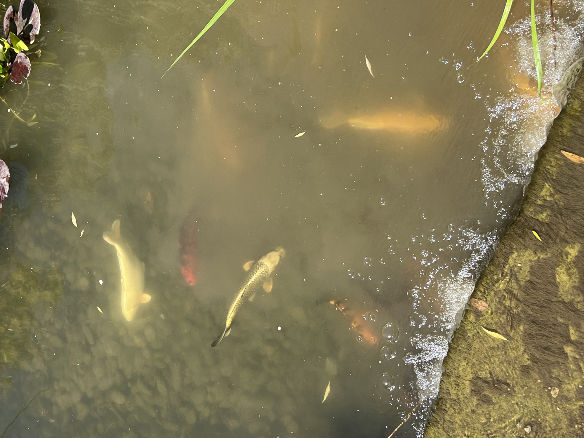 This overhead image depicts a murky green-brown pond or water feature, characteristic of a garden or park setting, possibly in Krasnodar, Russia. The water surface is generally still, with small white flecks floating on or just beneath it, likely pollen or small debris.
The primary subjects are several fish, appearing to be Koi, swimming at various depths. In the bottom left, a prominent light-yellow or cream-colored fish swims upward. Towards the bottom center, a gold-scaled fish with dark patterns moves diagonally. A red-orange fish is partially visible behind it, while another reddish-brown fish swims in the bottom right. A larger, paler orange-yellow fish is located towards the top right, swimming horizontally.
Aquatic plants frame the scene. Dark green and reddish-brown lily pad-like leaves, along with submerged vegetation, are visible in the top-left corner. A long, thin green blade of grass or reed extends into the water from both the top-left and top-right.
The right side of the image features a distinct boundary where the water meets a dark, textured bank or stone structure, possibly covered in moss or algae. A line of sparkling foam and small bubbles adheres to this edge, suggesting minor water movement or aeration. A single brown leaf rests on this bank. The bright daylight illuminates the scene, creating a serene atmosphere. No people or visible text are present.
