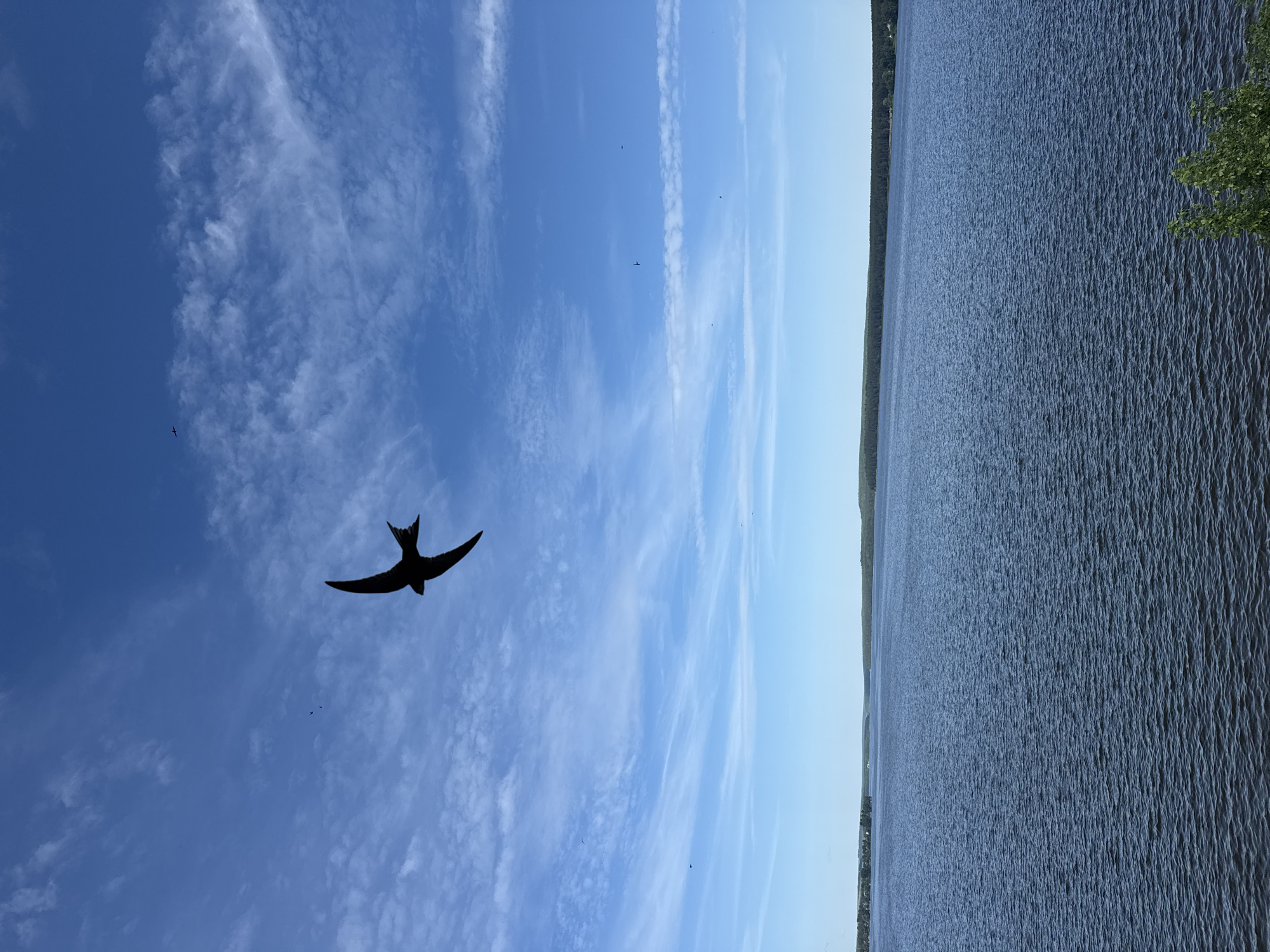 The image presents a panoramic view of a large body of water beneath a partially clouded blue sky, identified as being in Votkinsk, Russia. A prominent dark silhouette of a bird, consistent with a swallow or swift, is captured in mid-flight in the upper left quadrant, exhibiting angled wings and a distinct tail. Multiple smaller, dark avian silhouettes are visible higher in the distant sky. The sky transitions from a darker blue at the zenith to a lighter cerulean hue near the horizon, populated by scattered white cirrus and cumulus clouds. The lower third of the frame is occupied by a vast expanse of dark blue water, characterized by uniform small ripples across its surface. A dark green forested landmass forms a continuous line along the distant horizon, separating the water from the sky, with faint indications of structures on the far left bank within the treeline. A small cluster of green foliage is present in the immediate lower right foreground. No human figures are depicted.