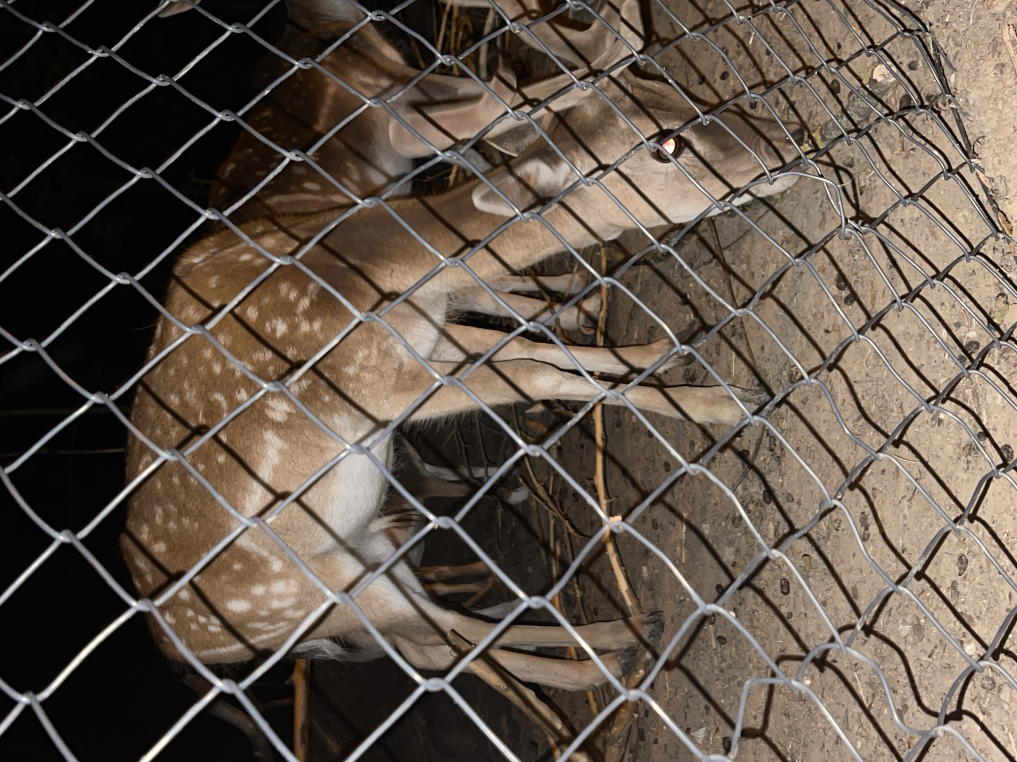 A close-up, ground-level, night-time photograph shows two fallow deer, one in the foreground and one behind it, within a chain-link fence enclosure. The deer have light brown fur with distinctive white spots. The deer in the foreground is facing down and to the right, with its head lowered as if grazing or eating from the ground. A bright, reddish eye of the foreground deer is visible through the fence. The background is dark and indistinct, suggesting a nocturnal setting. The ground within the enclosure appears to be dirt or sand, with some dry branches and debris scattered across it. The chain-link fence, in focus, occupies the lower half of the frame, casting shadows on the ground. There is no visible indication of the specific location within the city of Nitra, Slovakia, beyond the general context of a fenced enclosure for deer.