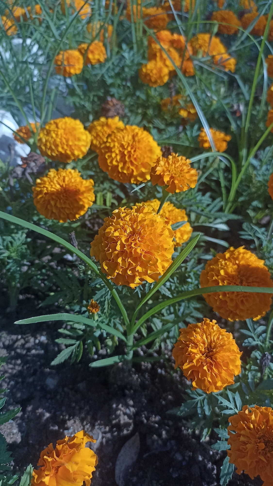 This is a close-up, eye-level, outdoor photograph of a patch of orange marigolds in bloom. The flowers are the primary subjects, with several in sharp focus and others blurred in the background, creating a shallow depth of field. The petals of the flowers are tightly packed, giving them a ruffled, pom-pom appearance. Their color ranges from a vibrant, almost fiery orange in the sunlight to a deeper, more muted shade where shadows fall.
The marigolds are growing in dark, earthy soil with small pebbles visible. Green, feathery foliage surrounds the blooms, with some long, thin leaves extending into the foreground and across the frame. The lighting suggests it is daytime, with sunlight casting distinct shadows on the flowers and ground, indicating a bright, possibly sunny day. The overall impression is one of natural beauty and the abundance of a blooming garden. There are no people, text, or specific location cues visible in the image.
