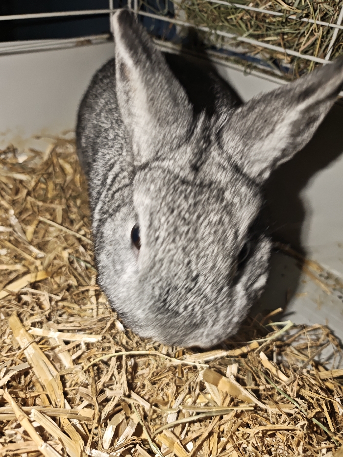 The image presents a close-up, eye-level shot of a grey rabbit, centrally framed and looking directly forward. The rabbit exhibits a speckled or salt-and-pepper grey fur coat, characteristic of breeds like the Chinchilla rabbit. Its large, upright ears are prominent, standing tall and slightly apart. Dark, round eyes are visible on either side of its snout, which is mostly obscured by its fur but hints at a pointed shape.

The rabbit is situated within what appears to be an enclosure or cage, indicated by a metal wire mesh structure visible in the upper right and left background. The floor of this enclosure is covered with a thick layer of dry, light-brown straw or hay, serving as bedding. A small amount of green hay is also discernible through the wire mesh in the upper right corner, suggesting a hay feeder or rack.

The lighting in the image is somewhat subdued, with a primary light source illuminating the rabbit from the front, casting some soft shadows. The focus is sharp on the rabbit's face and fur, highlighting the texture and individual strands of hair, while the background elements like the cage wire and distant hay are slightly less defined.

The rabbit's posture suggests it is either resting comfortably in its bedding or observing its surroundings. There is no specific activity overtly taking place, but its alert gaze conveys engagement. The overall setting implies an indoor or sheltered environment, likely a hutch or pen. No text is visible within the image.