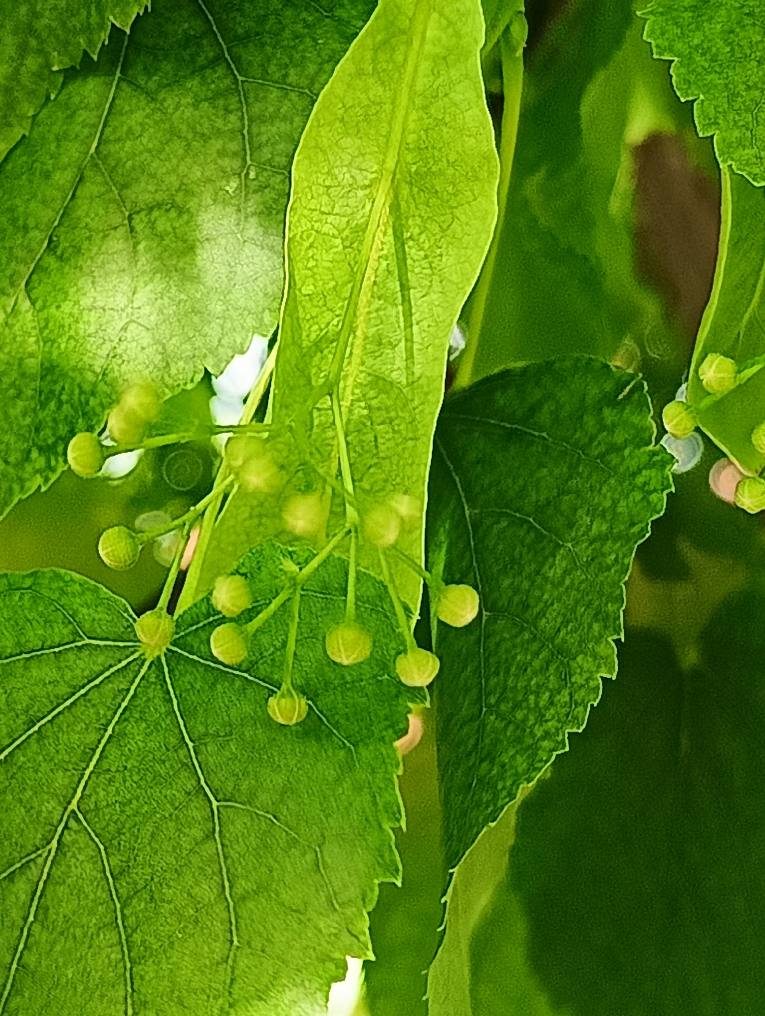 A vibrant close-up photograph displays the lush foliage and developing flower buds of a lime tree (Tilia species), set against a softly blurred green background. The scene is likely captured outdoors in Odesa, Ukraine, under bright natural light.
The central focus is a distinct, elongated, pale green leaf-like bract, characteristic of a lime tree, which extends horizontally across the mid-section of the image. From this bract, thin stems emerge, each terminating in multiple small, spherical, light green flower buds. Below this structure, a prominent, heart-shaped green leaf with clearly defined venation and serrated edges fills the lower-left portion of the frame. Its surface exhibits a subtle texture, with veins contrasting in a lighter green hue.
Numerous other leaves in varying shades of green, from bright chartreuse to deeper forest green, occupy the foreground and background, creating depth and a sense of natural abundance. Some leaves are sharply in focus, showcasing their intricate details, while others are softly blurred, contributing to a shallow depth of field. The background consists of diffused greens with occasional lighter patches, suggesting distant foliage or dappled sunlight.
The overall color palette is dominated by various refreshing shades of green, indicating healthy plant growth. There is no discernible activity taking place, nor are specific weather conditions, emotions, or any text visible within the frame. The lighting suggests it is daytime.