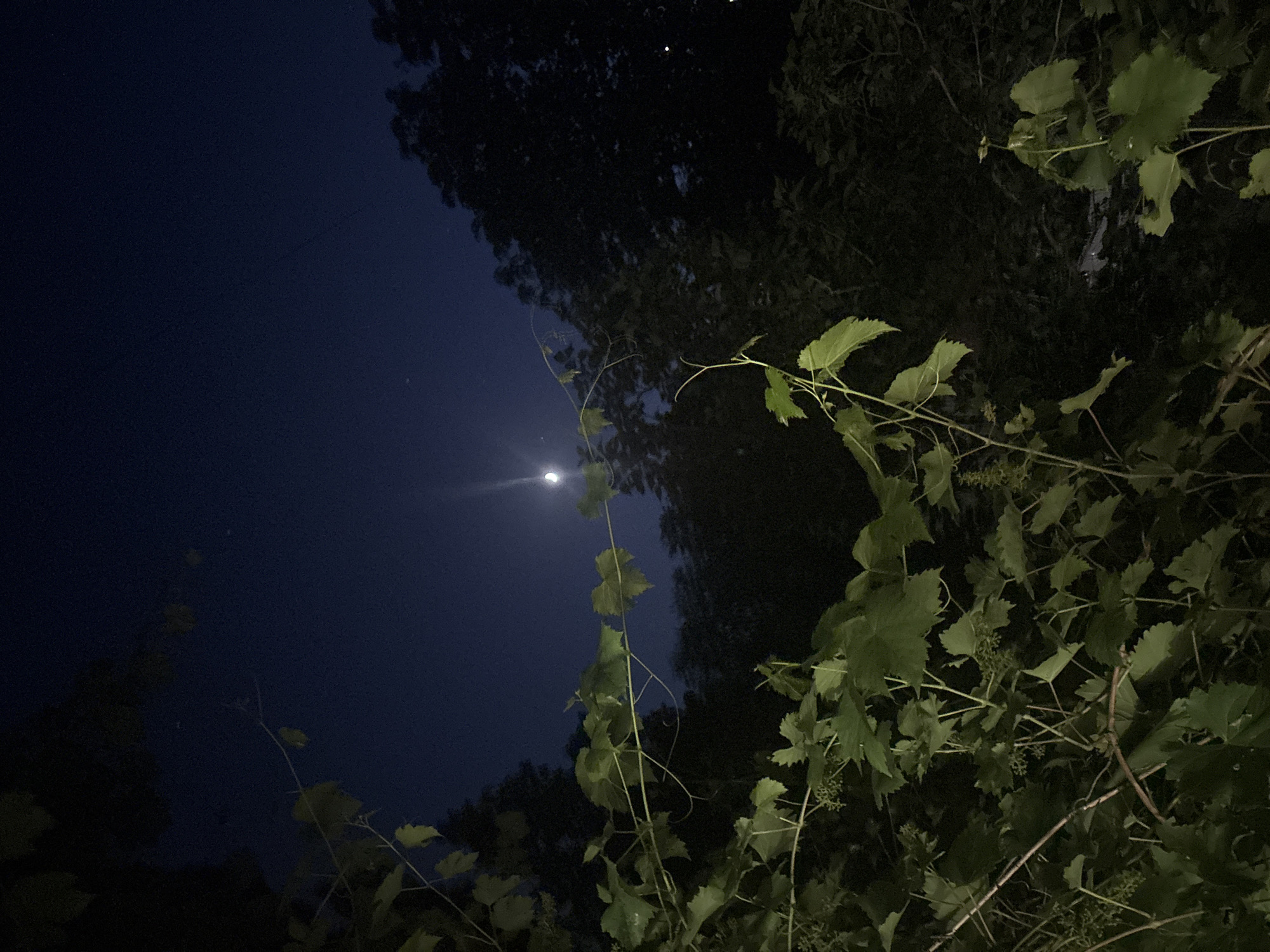 An outdoor, low-angle, medium shot captures a view of the night sky, with the moon visible and a cluster of vines in the foreground. The moon is positioned to the right of the frame, appearing as a crescent shape with a bright halo. The vines, with their green leaves and tendrils, dominate the lower and left portions of the image. The background consists of silhouetted trees, indicating a natural or wooded environment. The sky is a deep, dark blue, typical of nighttime. The overall impression is one of a serene night scene, possibly in a garden or park.