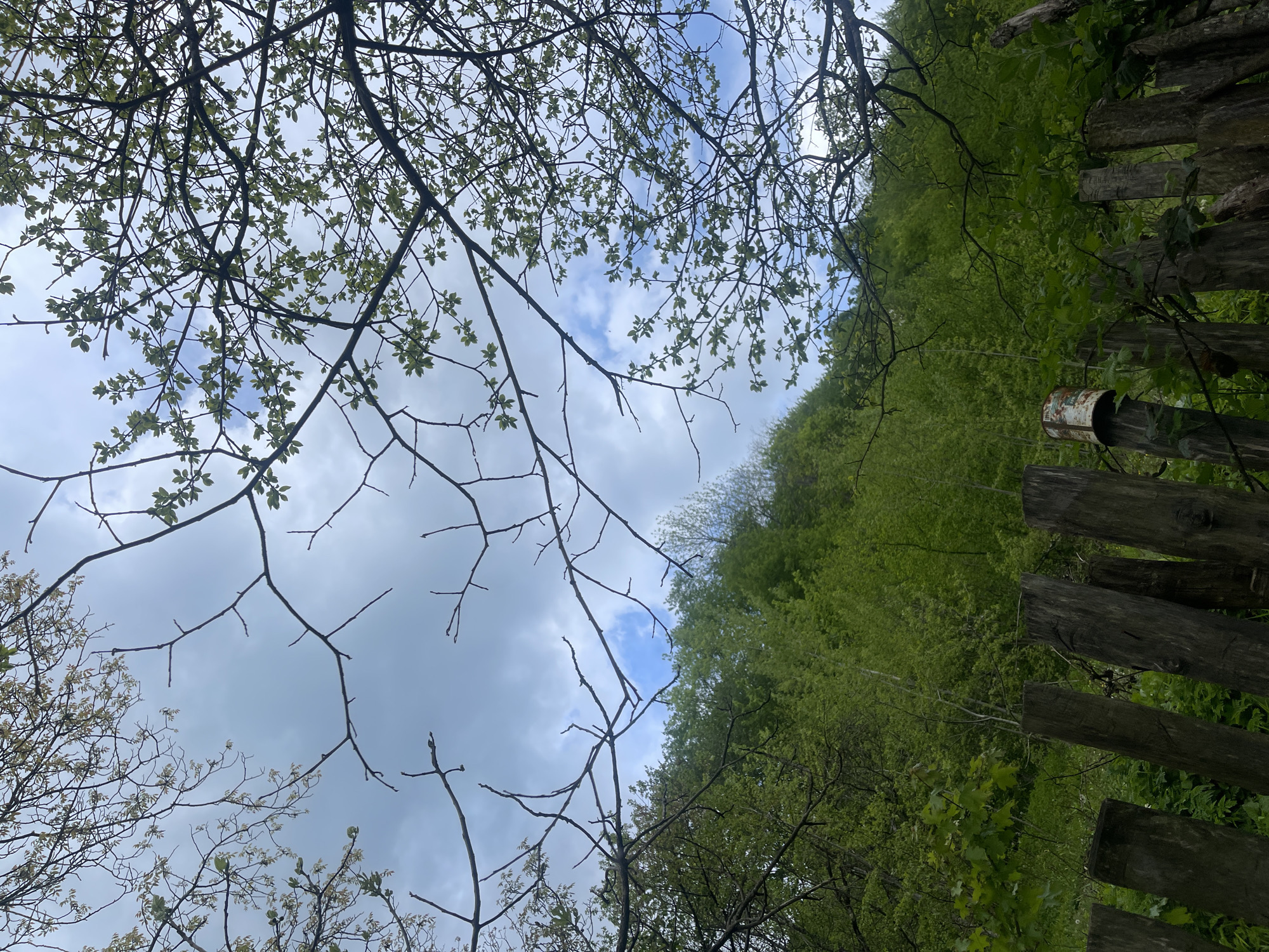 The image depicts a view looking upwards towards the sky, framed by tree branches with budding leaves, a forested hillside, and a rustic wooden fence. The sky is partly cloudy with patches of blue visible. The hillside is densely covered in green trees. The fence, constructed of weathered wooden planks, has a rusty metal can attached to one of the posts. The location is likely in a rural or semi-rural area within Chiatura, Georgia, suggested by the combination of natural elements and the presence of a simple wooden fence. There are no people visible in the image.