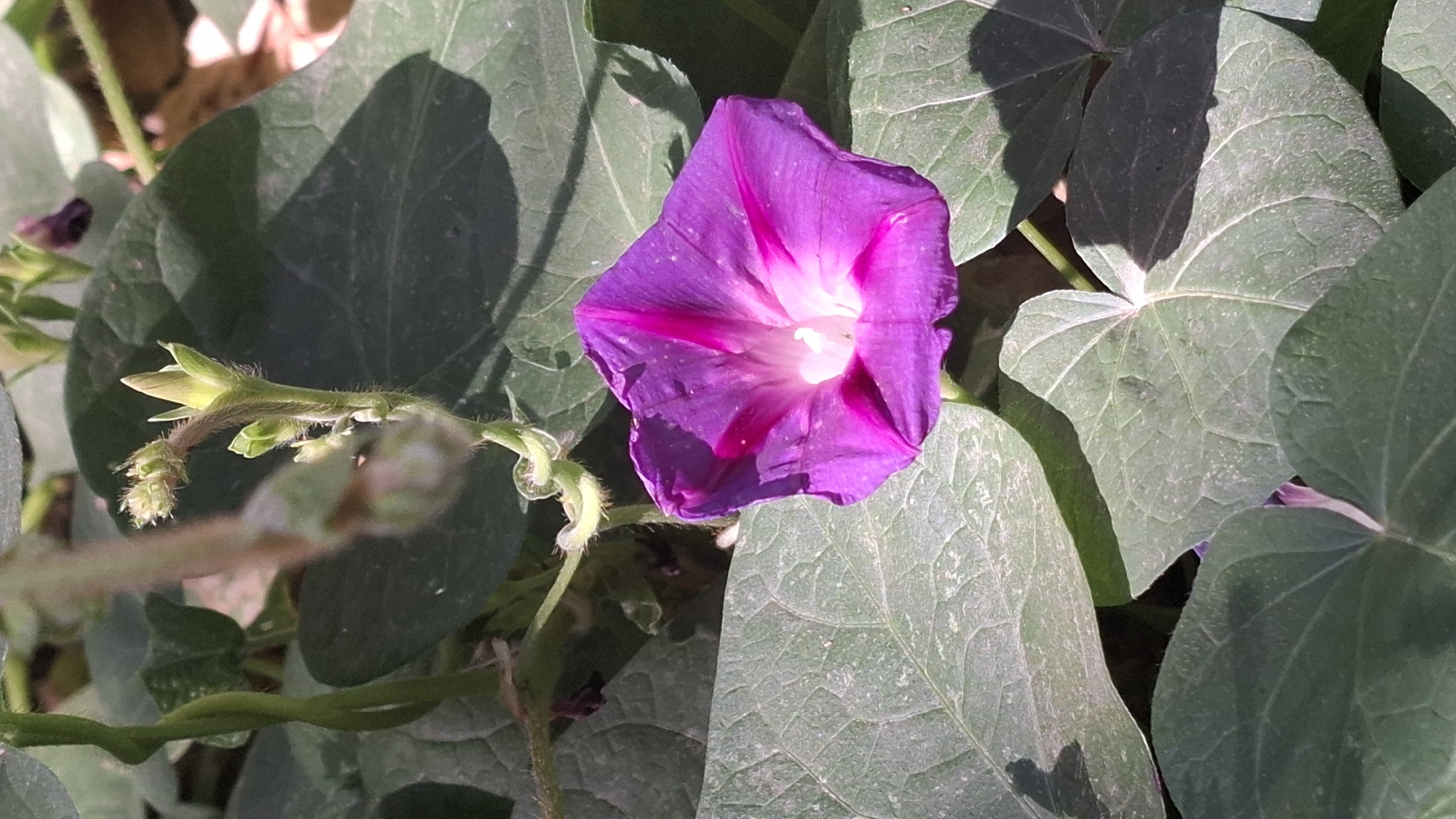 The image shows a close-up of a blooming purple and pink morning glory flower with several green leaves and a developing bud in the background. The flower is the primary subject, with its trumpet-like shape and vibrant color gradient. The leaves are broad and textured, some in sunlight and others in shadow. The overall scene appears to be an outdoor garden setting. There is no visible indication of the specific location within Шұбарсу, Kazakhstan.