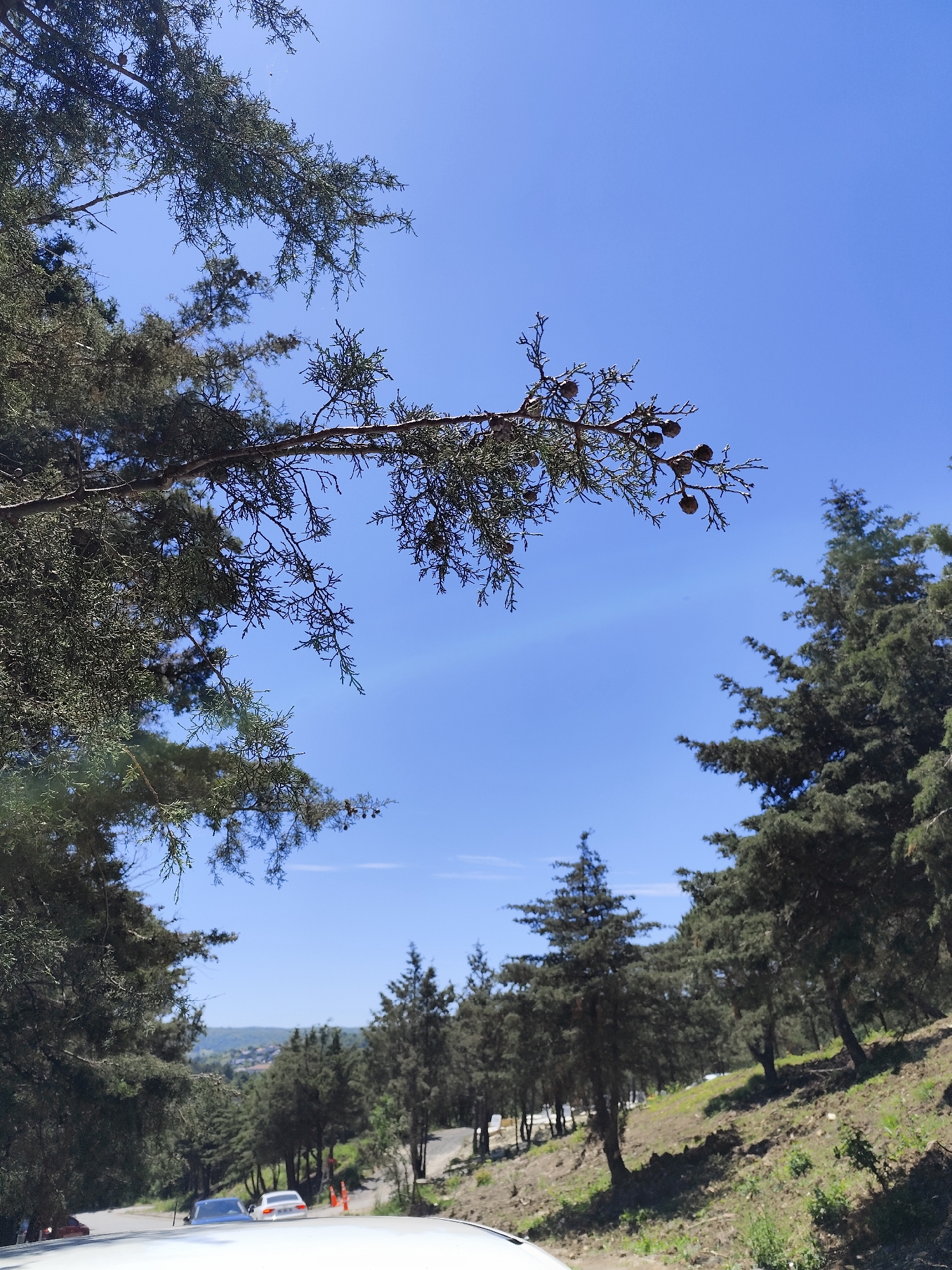 The image depicts a sunny day scene in Sarıyer, Turkey. The foreground shows the top of a vehicle, likely a car. The immediate backdrop consists of a road with two vehicles, a light-colored sedan and a dark sedan, and orange traffic cones. The central and upper portions are dominated by trees, primarily evergreen varieties, framing a bright blue sky. A prominent branch with what appears to be small cones extends into the sky from the left. The trees border the road, ascending a slope. In the distance, the edge of a settlement or urban area can be seen.