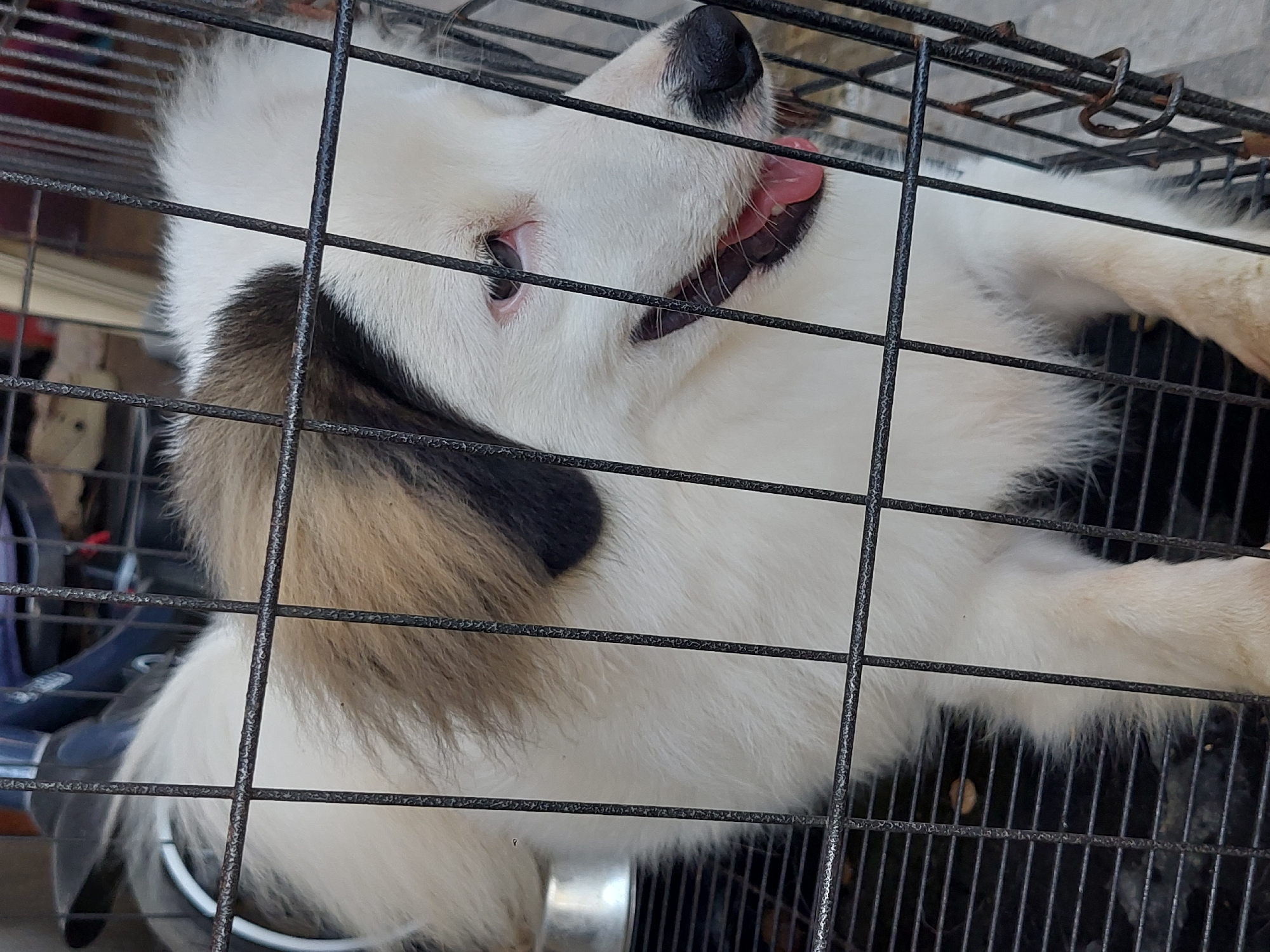 The media file shows a close-up, slightly distorted view of a young dog's face and upper body, lying down inside a metal cage. The dog appears to be a mixed breed, with predominantly white fur and patches of brown and black. Its eyes are open, and its tongue is lolling out, suggesting it might be panting or playful. The cage bars create a grid-like pattern over the dog's features. The background is mostly obscured by the cage and the dog, but some objects and darker structures are visible through the bars. The lighting appears to be natural, possibly from an outdoor or well-lit indoor setting. The overall impression is of a pet, possibly waiting to be taken out or resting. The location context is Samal, Philippines. No visible text is present.