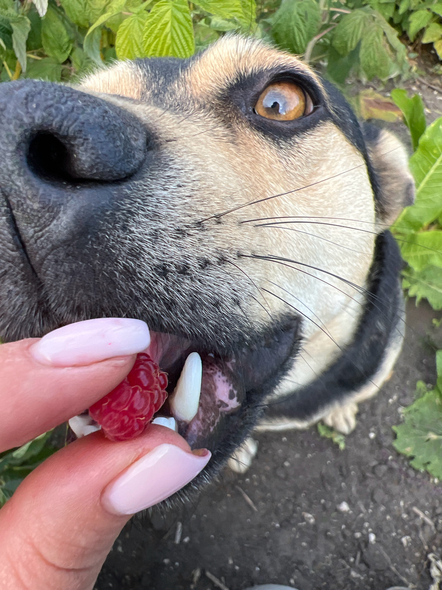 A close-up, eye-level shot captures a dog's head and snout as a person's hand offers it a raspberry. The dog's large, brown eye is visible, reflecting the ambient light. Its black nose, covered in short, gray fur, dominates the left side of the frame. The dog's mouth is open, revealing white teeth and pink gums, and it appears to be in the process of taking the raspberry from the fingers. The person's hand, with light pink fingernails, is positioned to the left of the dog's snout, holding the bright red raspberry. The background consists of out-of-focus green foliage and dark soil, suggesting an outdoor environment. No specific landmarks or details indicating the city of Vertelka, Ukraine are present.