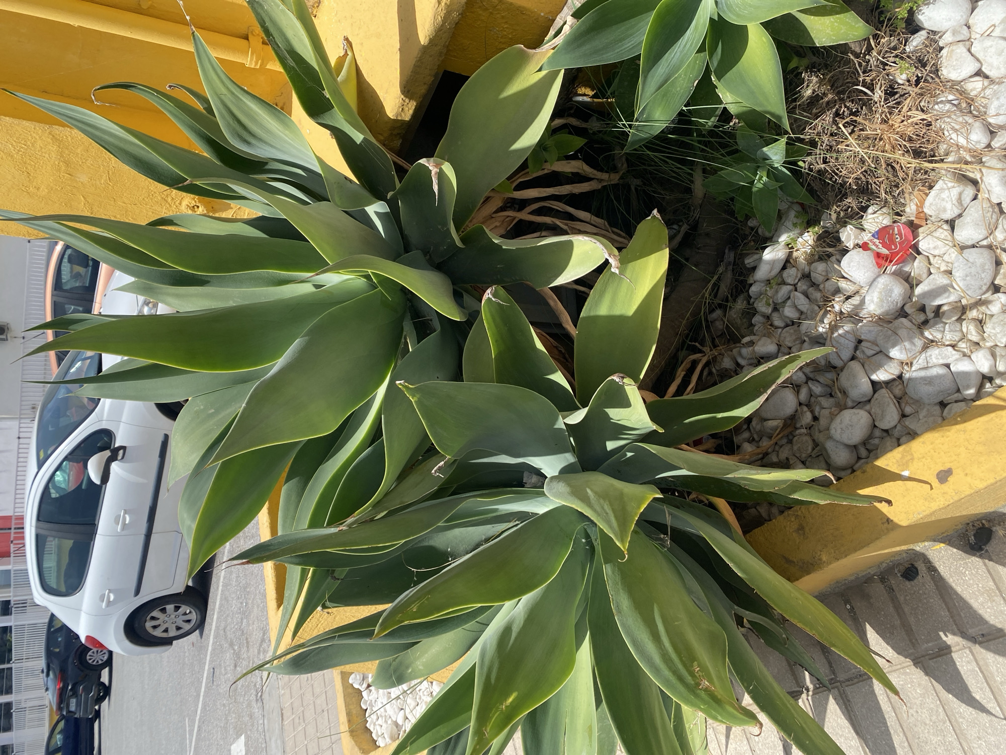 The image depicts an outdoor scene in Bel Air, Spain, focusing on a cluster of large, green agave plants. The plants are situated in a yellow-painted planter bed filled with white pebbles and dried grass. In the background, a white hatchback car is parked on an asphalt surface, and beyond that, a building with a white facade and horizontal bands of color (red, white, and possibly blue) is visible. Another car, partially visible, is parked behind the white hatchback. The environment appears to be a sunny day, with strong shadows cast by the plants and a yellow wall. A small, red object with writing on it, possibly a tag or a wrapper, is lying on the white pebbles in the foreground.