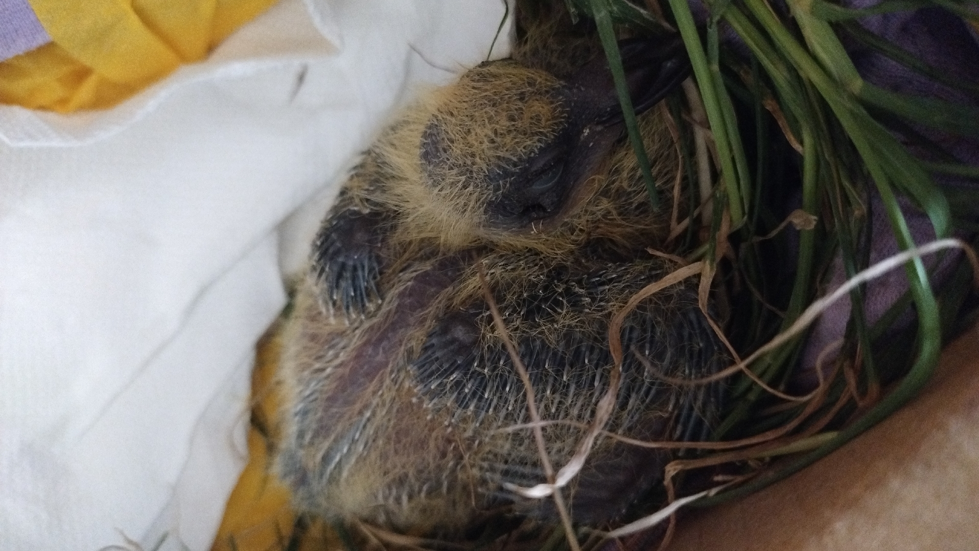 A close-up, overhead shot captures a baby pigeon nestled in a nest made of straw and greenery. The chick is covered in downy, brown and grey feathers, with darker, developing wing feathers visible. Its eyes are closed, suggesting it is asleep. The nest is situated on a soft, white surface, possibly fabric, with hints of yellow and purple material in the background. The image is sharp and well-lit, focusing on the delicate features of the young bird. The specific location in Perea, Greece, cannot be determined from the visual information provided in the image.
