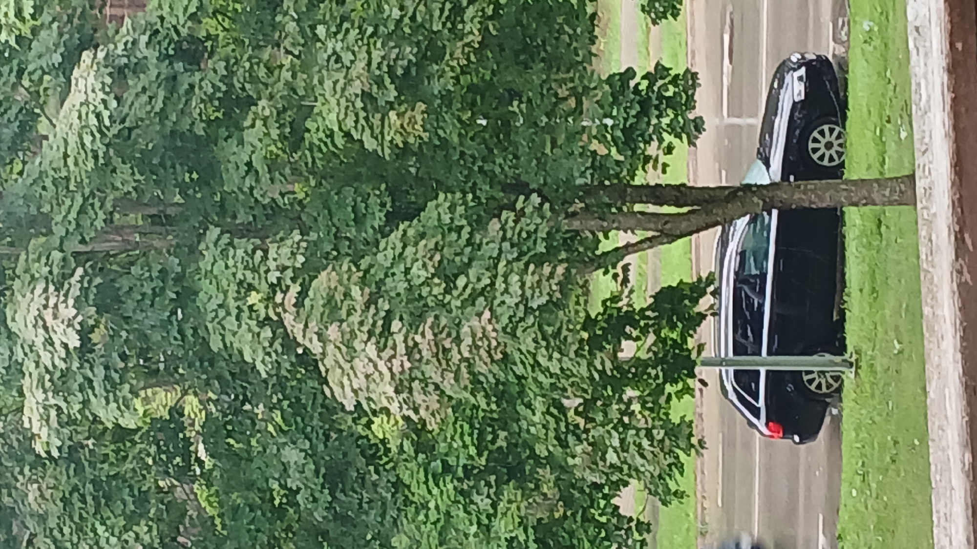 The image shows a black Audi station wagon parked on the side of a road in Visaginas, Lithuania. The car is positioned on a grassy verge, with a tree in the foreground partially obscuring the view. The tree has dense green foliage. In the background, there is a road with a white line marking the lanes, and more trees and greenery. The sky is overcast. The overall scene depicts a quiet urban or suburban environment.