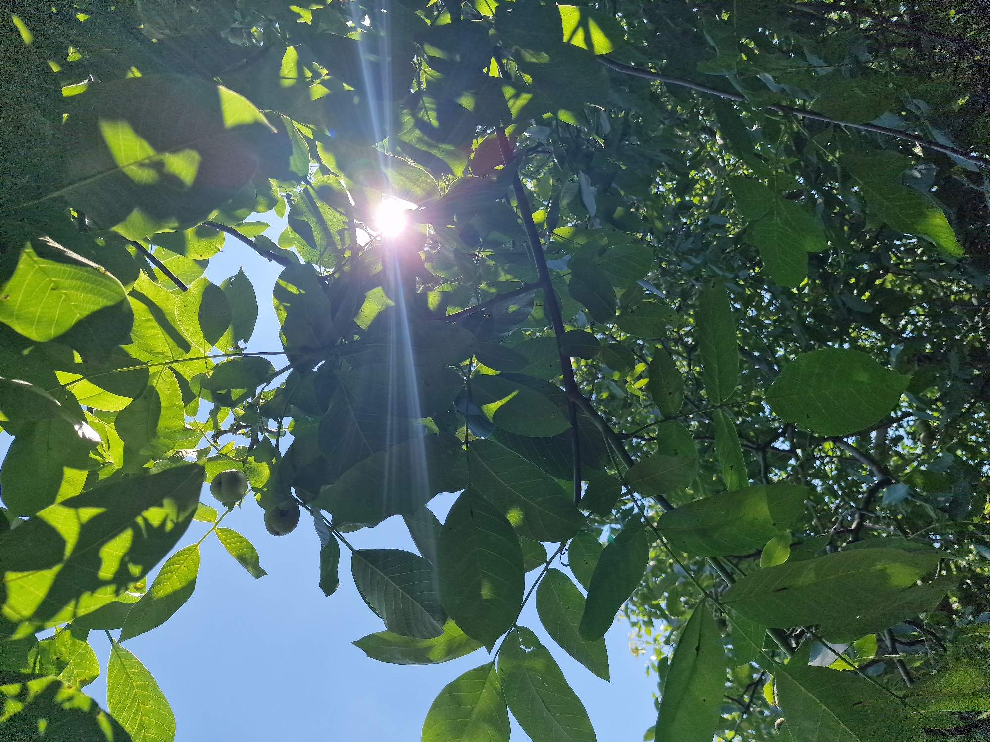 This is a low-angle, eye-level shot of walnut tree branches with green leaves and developing walnuts, set against a clear blue sky. The sun is shining brightly through the leaves, creating a lens flare effect and casting dappled shadows. The image was taken in the city of Bershad, Ukraine. The leaves are broad and oval-shaped, characteristic of a walnut tree. Several small, green walnuts are visible among the foliage. The branches are dark brown and appear to be part of a mature tree. The overall impression is one of lush, natural growth illuminated by the sun.