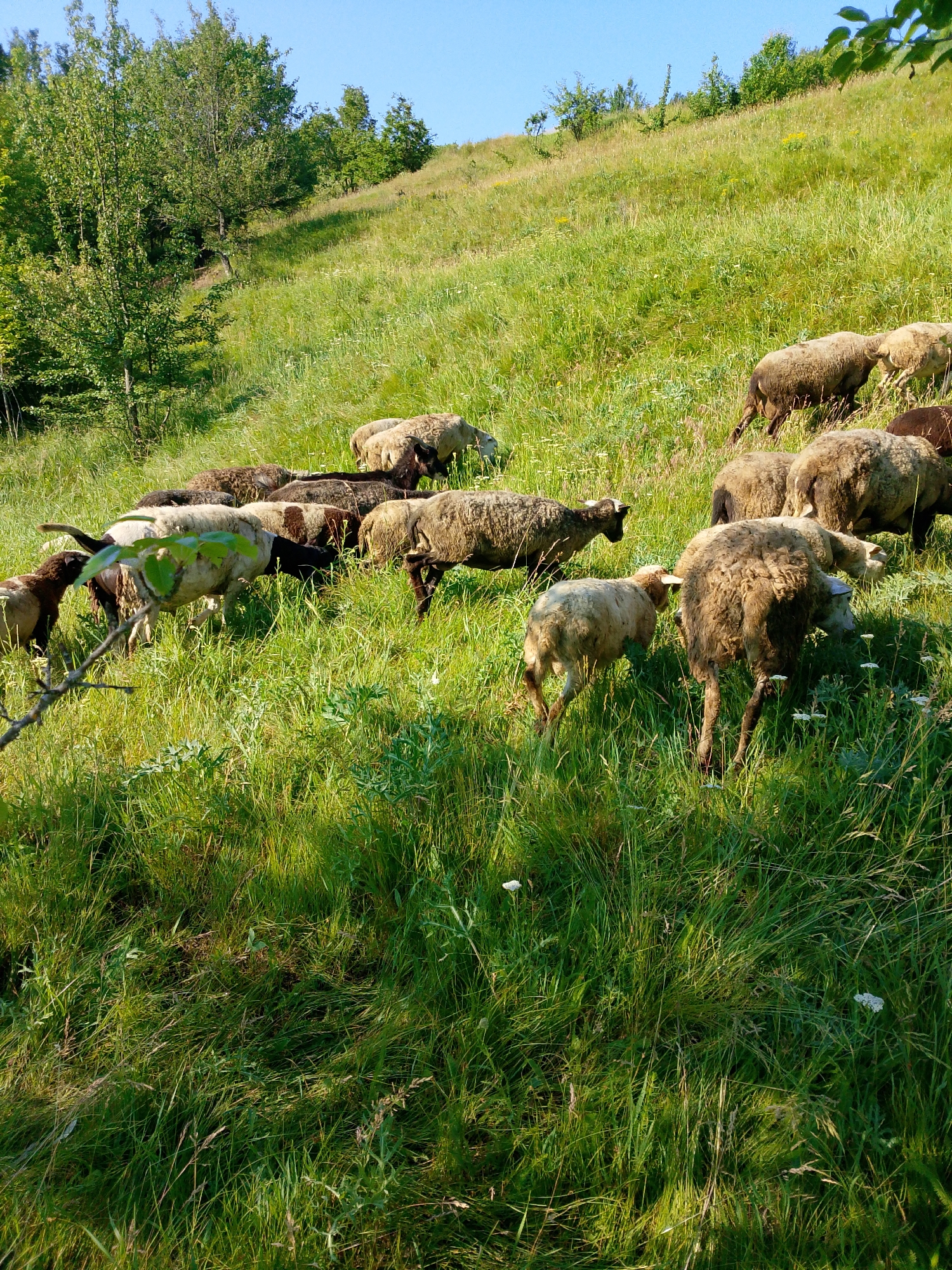 A flock of sheep grazes on a grassy hillside under a clear blue sky. The sheep are various shades of brown and white, some with black faces. They are scattered across the slope, with some in the foreground and others further up the hill. The grass is tall and green, with some wildflowers interspersed. Trees and shrubs line the top of the hill. The scene appears to be a rural landscape.