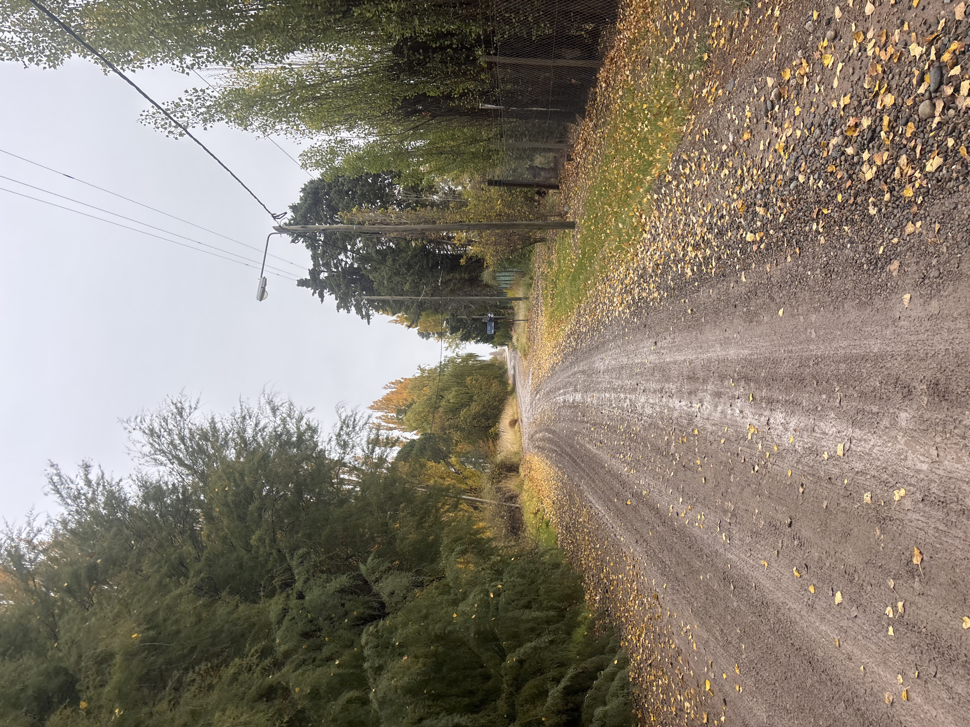A dirt road stretches through an area lined with trees, possibly located in or near Trelew, Argentina. The road is covered with tire tracks and scattered fallen yellow leaves, suggesting it is autumn. The ground alongside the road is also covered with leaves and rocks. A chain-link fence is visible on the right side of the road, partially obscured by foliage. Overhead, utility poles and power lines run along the road, with a streetlight attached to one of the poles. The sky appears overcast. No people are visible in the scene.