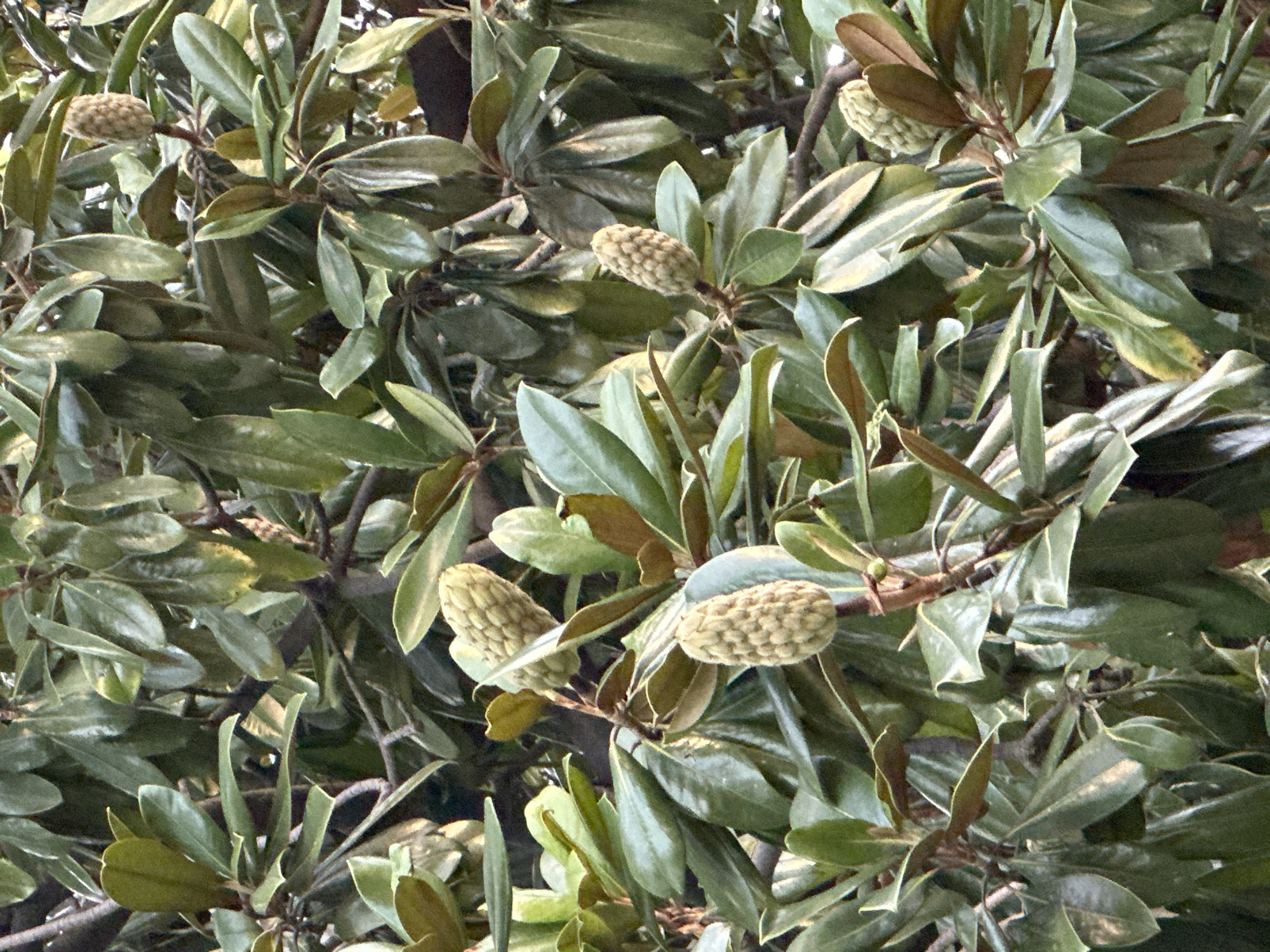 A close-up, eye-level shot captures a dense cluster of large, leathery, dark green leaves on a tree, interspersed with several developing seed cones. The cones are elongated and bumpy, with a light green to tan color. The leaves have a slightly waxy sheen, with some showing lighter green or yellowish highlights. The background is a blur of more leaves and branches, suggesting a full canopy. The scene appears to be outdoors, possibly in a park or garden. The image does not contain any people, animals, or specific landmarks that would indicate its location within the city of Sochi, Russia.
