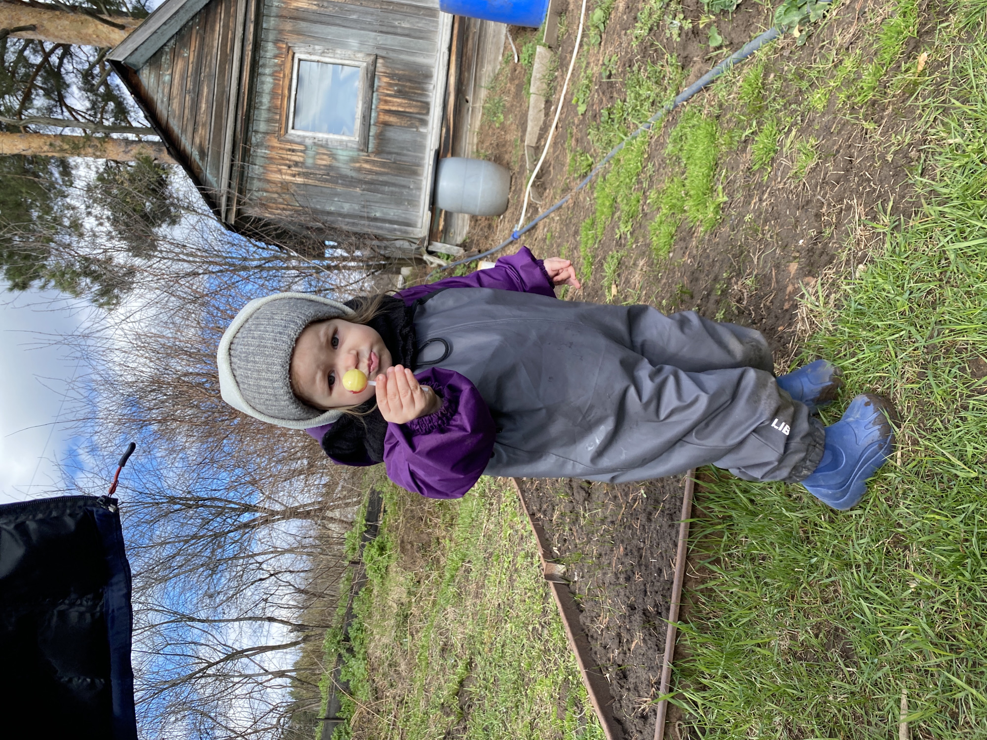 The image shows a young child outdoors, likely in a yard or garden setting. The child is wearing a gray knit hat, a dark jacket, purple sleeves, a gray jumpsuit, and blue rain boots. They are holding a yellow lollipop or candy in their hand and appear to be eating it.
In the background, there's a weathered wooden structure with a window, possibly a shed or a small building. A blue barrel and a gray tank are visible near the building. The ground consists of a mix of grass, bare dirt, and a raised garden bed with soil. Bare tree branches are also visible in the background.
The image was taken outdoors, possibly in the city of Chaikovsky, Russia.