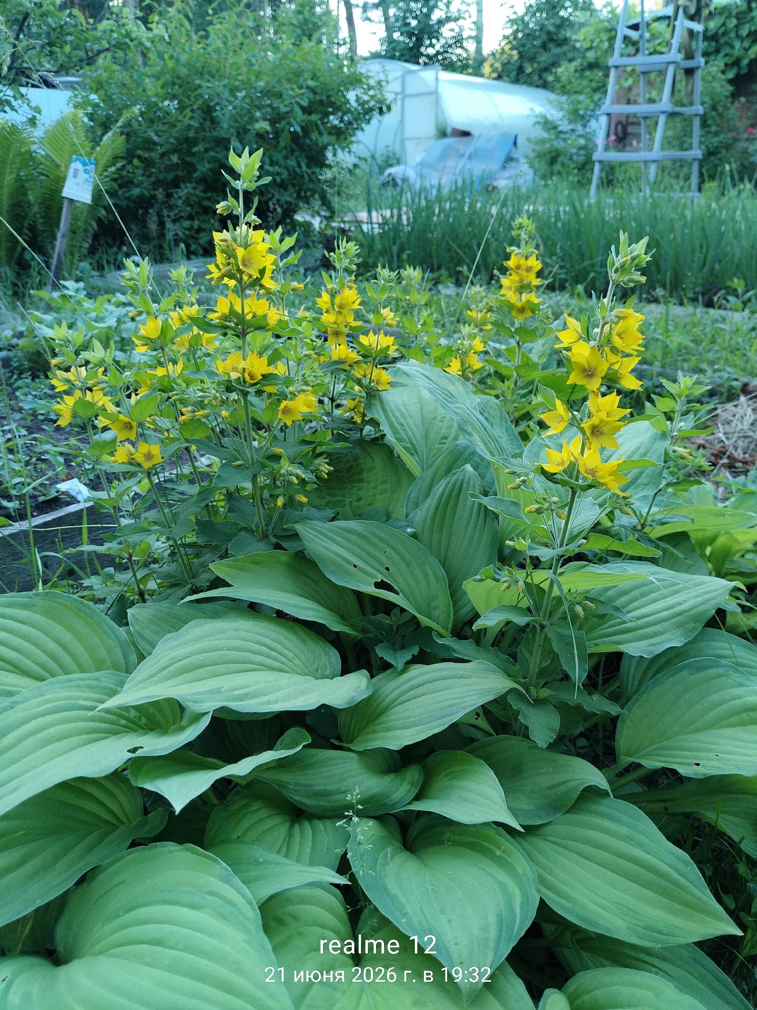 The image shows a close-up view of a garden with several yellow flowers and large green leaves in the foreground. In the background, there is a greenhouse, a wooden ladder, and lush greenery. The overall scene depicts a natural outdoor environment, likely a backyard or allotment. The timestamp overlay in the lower right corner indicates the image was taken in Космос-2 Снт, Russia, on June 21, 2026, at 19:32.