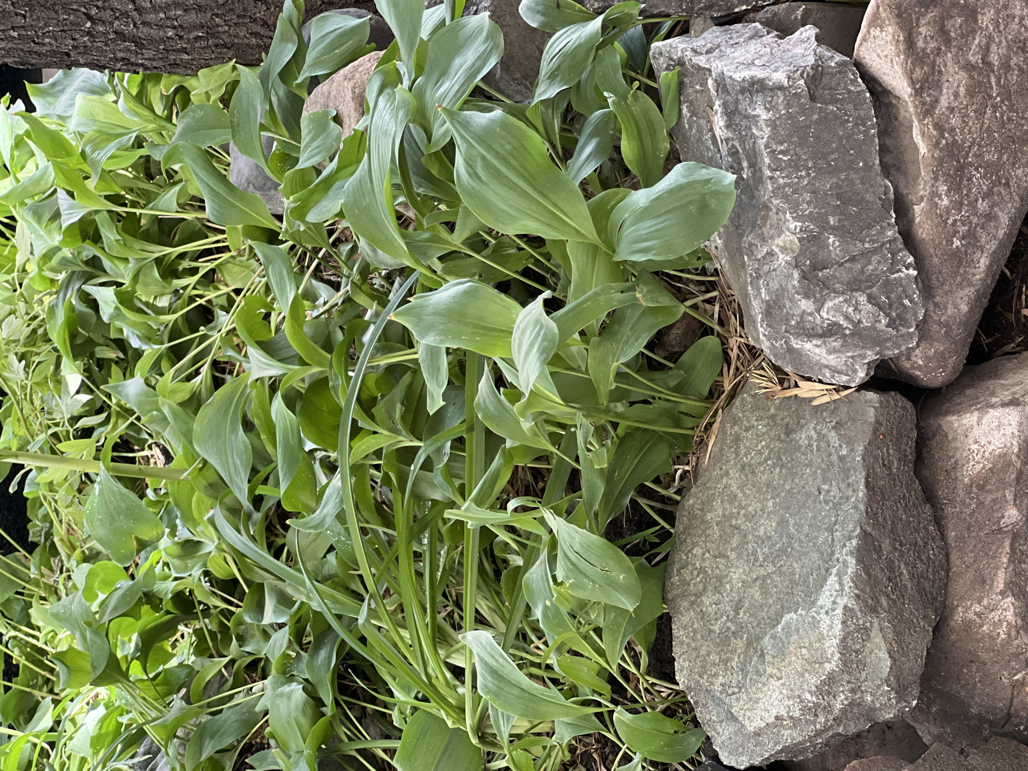 In Almaty, Kazakhstan, a close-up, eye-level shot captures lush green foliage intertwined with large, weathered rocks. The plants, likely hostas, display broad, ovate leaves with prominent parallel veins, some appearing slightly droopy, suggesting a recent watering or a natural, relaxed posture. The leaves are a vibrant, healthy green, with hints of lighter green and subtle water droplets visible on some surfaces. The rocks, primarily in the foreground and mid-ground, are substantial and irregular in shape, exhibiting a rough texture and muted tones of gray and reddish-brown. One particularly large, light gray rock dominates the left side of the frame, its surface textured with small, embedded crystalline fragments. To its right, a darker, reddish-brown rock rests partially beneath it, creating a layered effect. In the background, the textured bark of a tree trunk is visible on the right edge of the image. The ground beneath the plants appears to be dark soil mixed with dried leaves and grass. The scene is a detailed, naturalistic composition, emphasizing the texture and form of both the plant life and the geological elements.