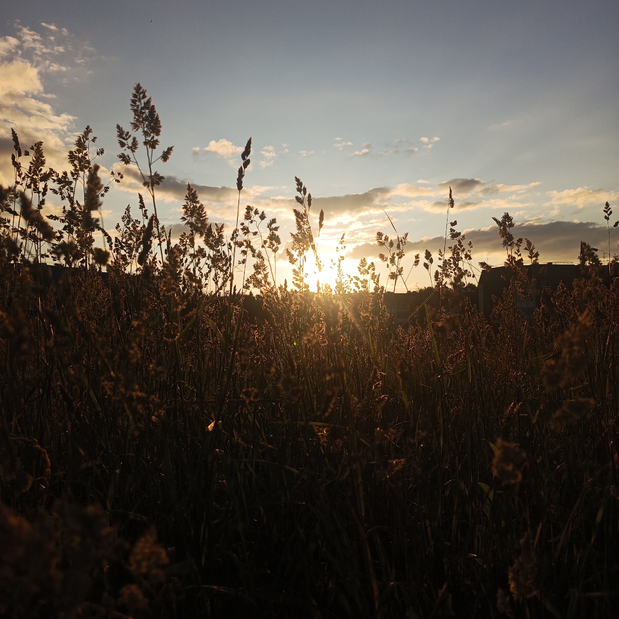 The image depicts a rural landscape at sunset, likely in or near Марковский, Russia. Tall, dry grass and reeds dominate the foreground, silhouetted against a sky illuminated by the setting sun. The sun is a bright, hazy orb, partially obscured by clouds and the tops of the vegetation, casting long shadows and a warm, golden light. In the background, faint outlines of buildings and trees are visible, suggesting a settlement on the horizon. The sky transitions from a pale blue near the top to warmer hues of orange and yellow closer to the horizon. The overall impression is one of natural beauty and tranquility at the end of the day. There are no people or specific identifiable landmarks within the frame.