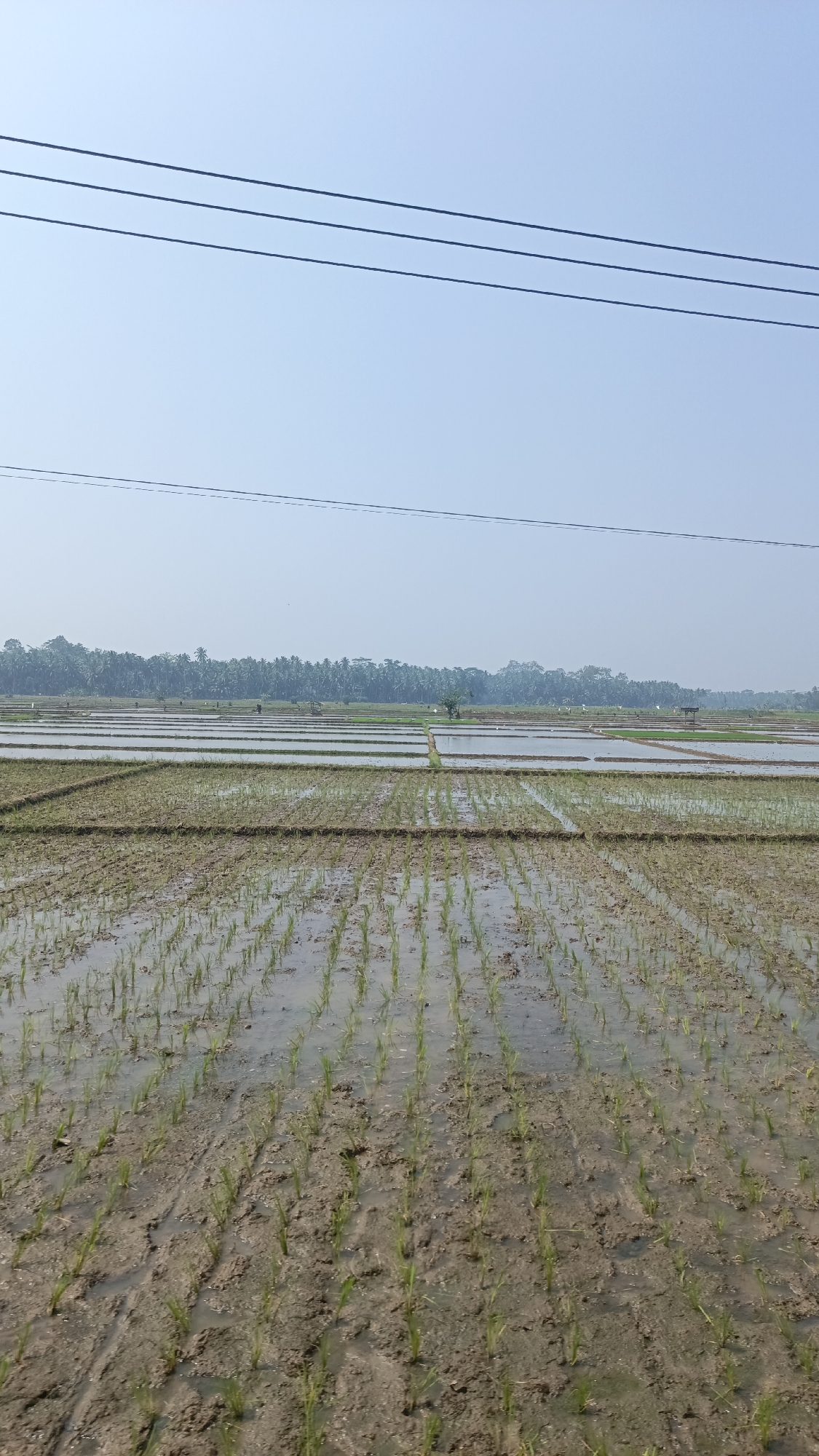 This image depicts a serene rural landscape with a vast expanse of flooded rice paddies. The foreground showcases young rice seedlings, sparsely planted in the muddy soil, with water reflecting the clear blue sky. Rows of these paddies stretch towards the horizon, divided by earthen dikes. In the middle ground, more mature rice fields are visible, some with deeper water, and a few small, traditional huts are scattered throughout. The background is dominated by a dense line of lush green trees, possibly a forest or a plantation, creating a natural boundary. The sky is a pale, hazy blue, suggesting it is a bright, possibly warm day. Three thin, dark power lines run horizontally across the top of the frame, indicating the presence of infrastructure in this otherwise natural setting. The overall impression is one of agricultural tranquility and the vastness of the rural environment in Garut, Indonesia.